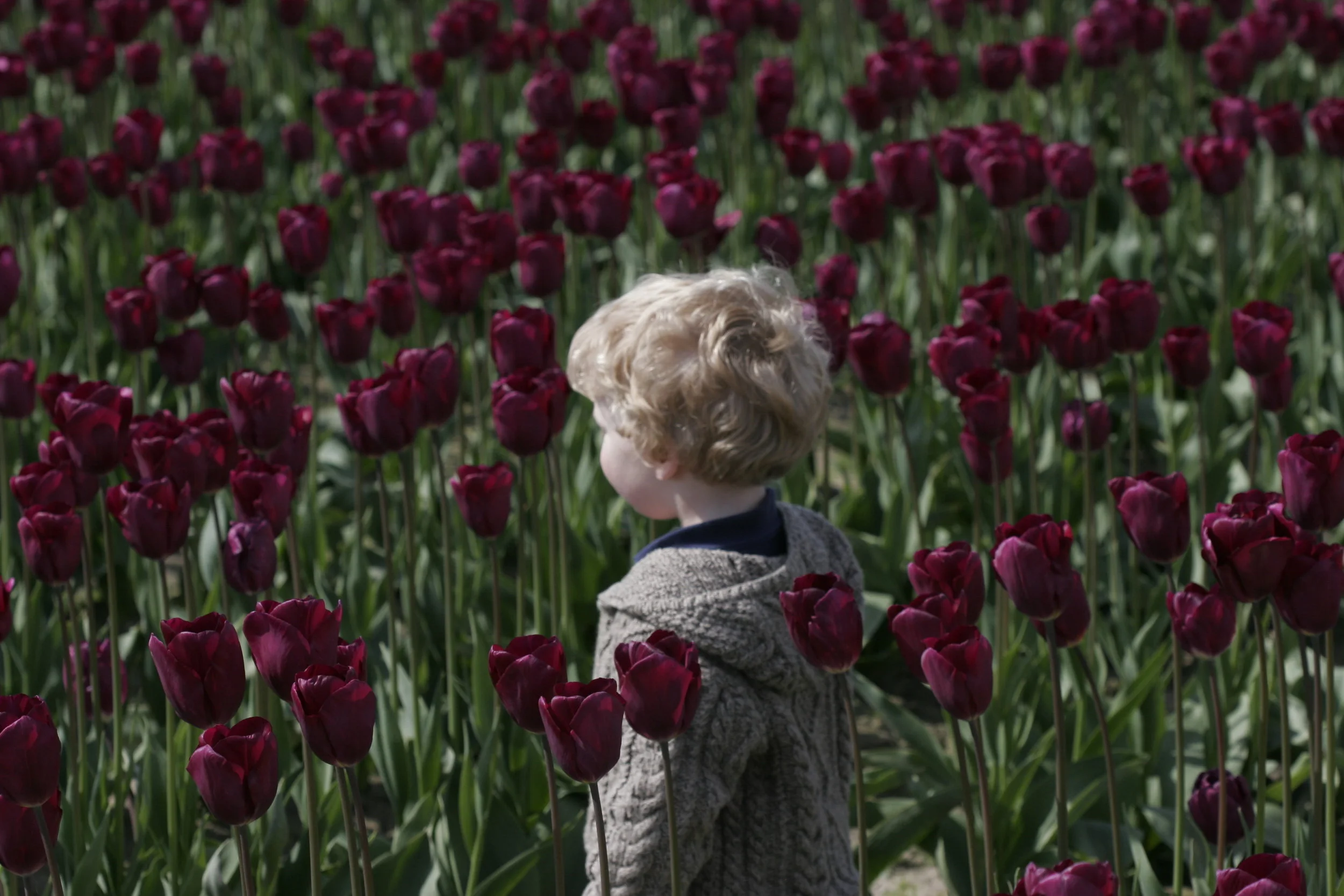 Little Boy in Tulips - Skagit Valley Tulip Festival, WA