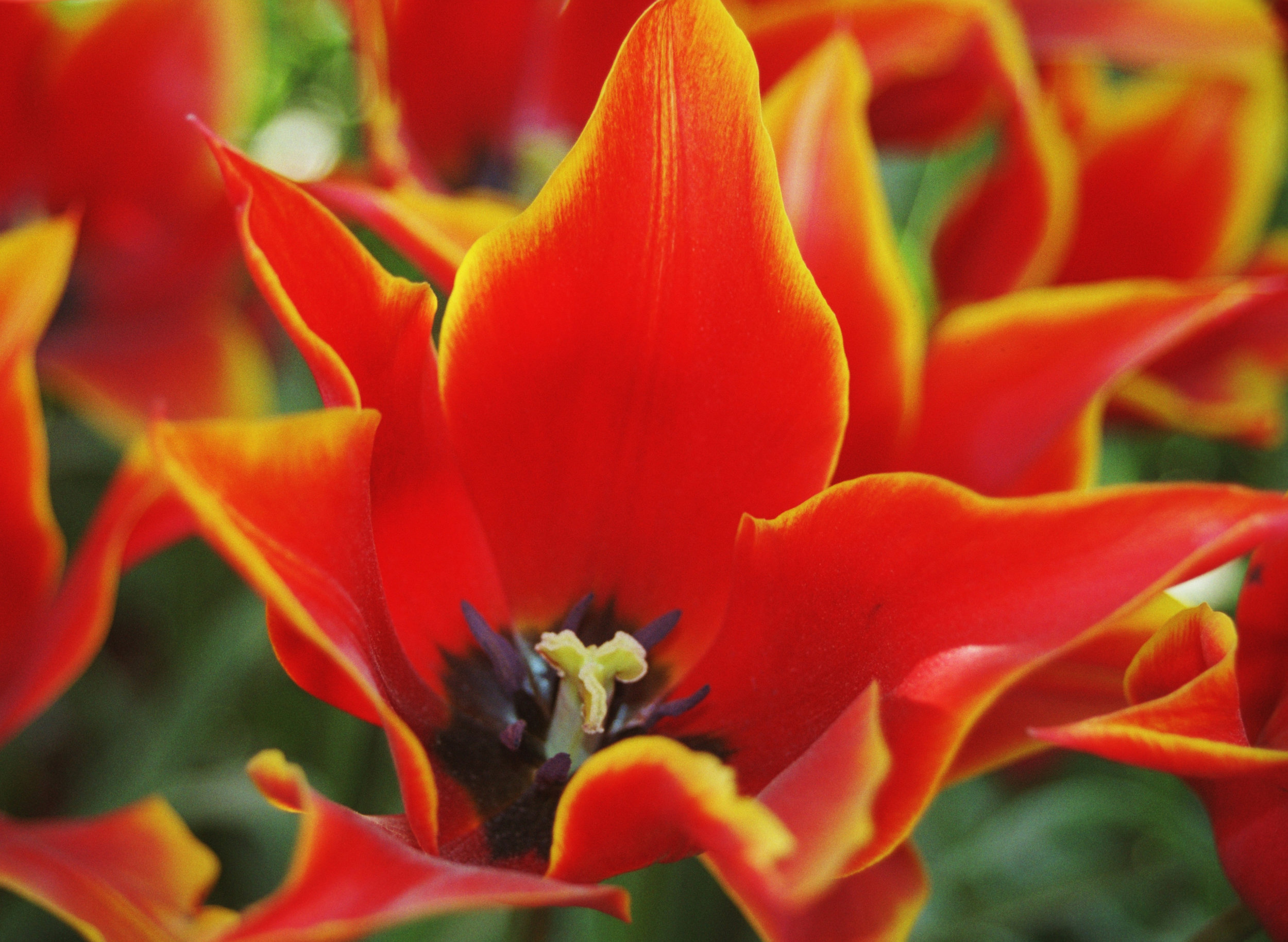 Fire Tulips - Skagit Valley Tulip Festival, WA