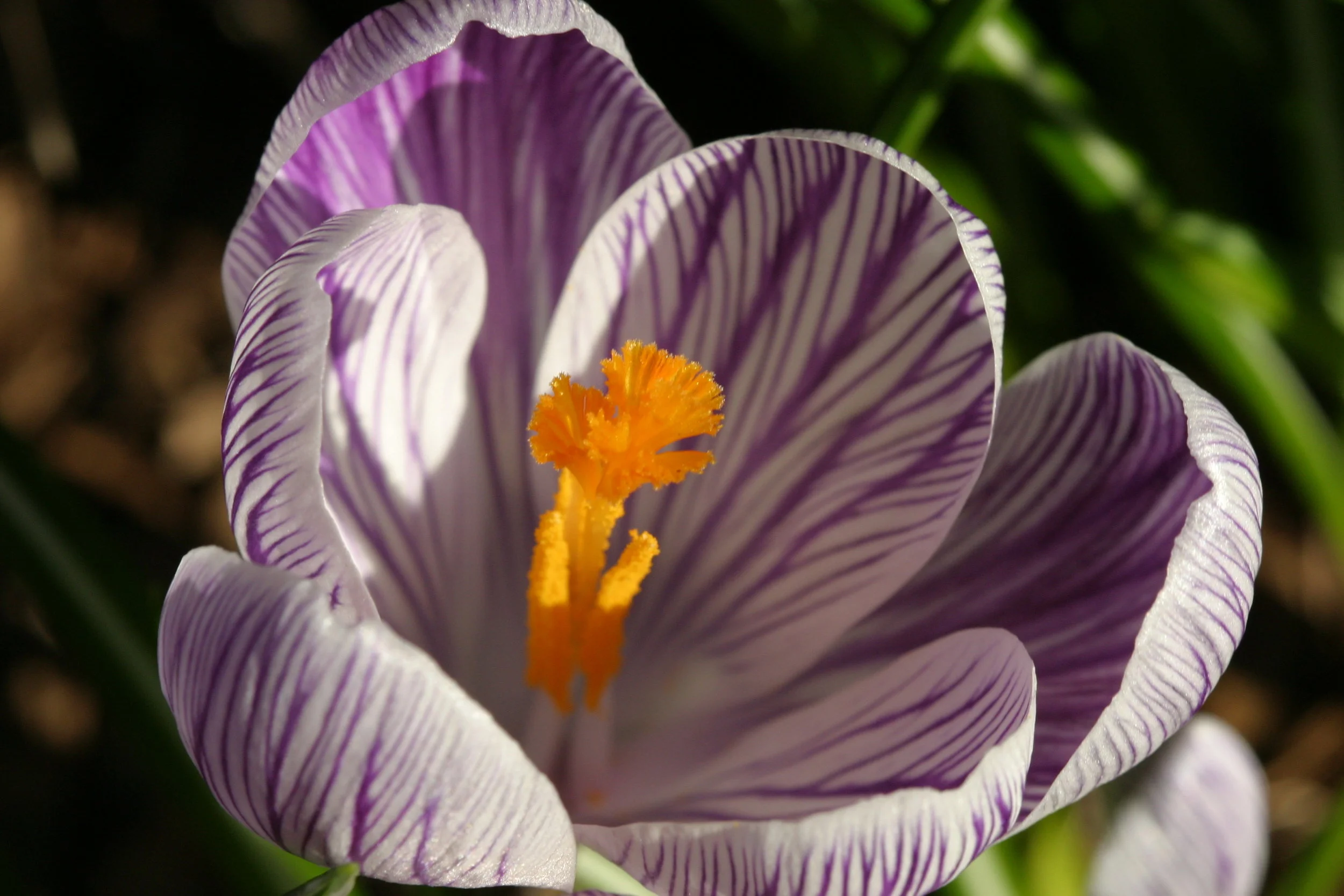 Crocus