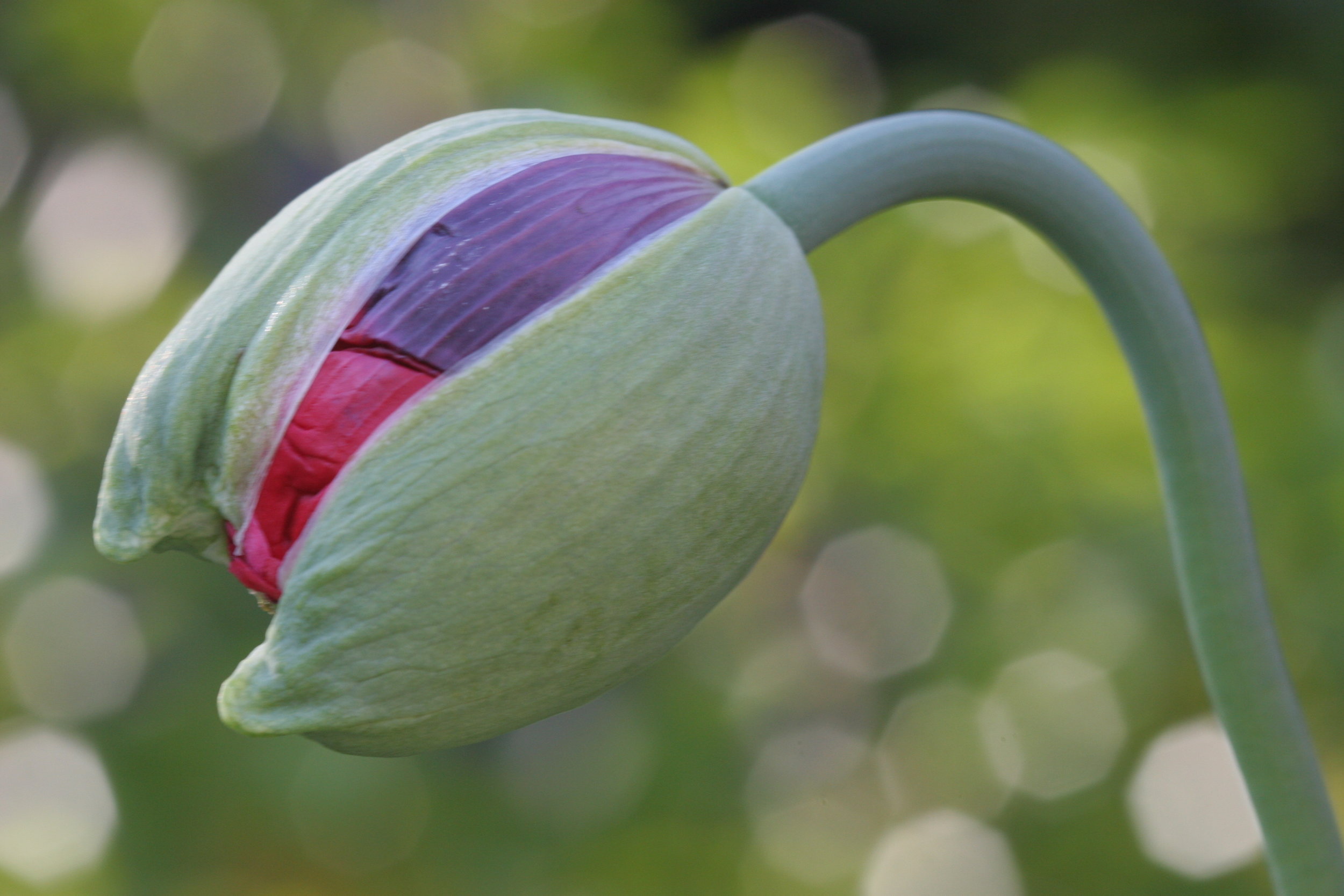 Feed me Seymour! (Poppy about to bloom)