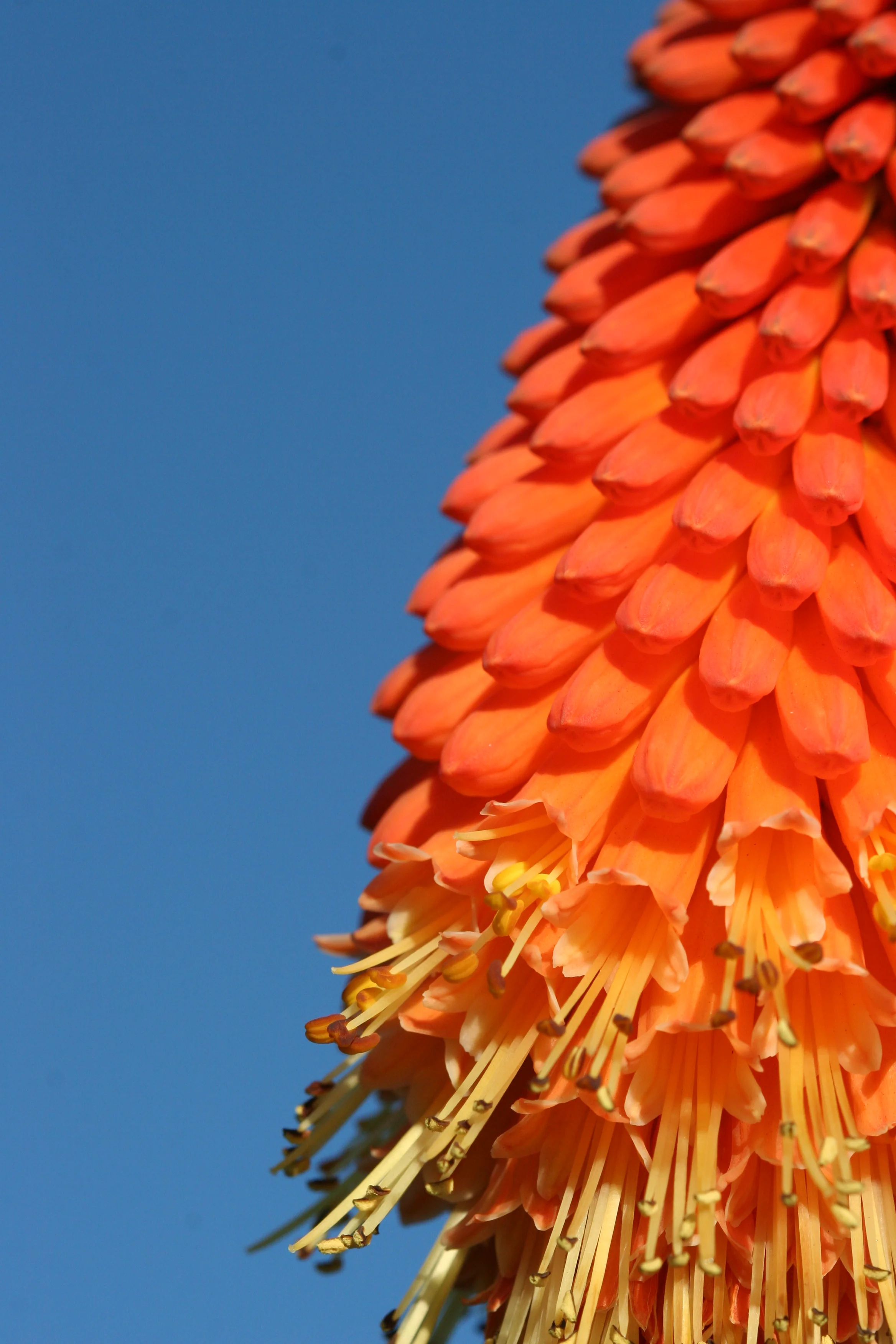 Orange & Blue