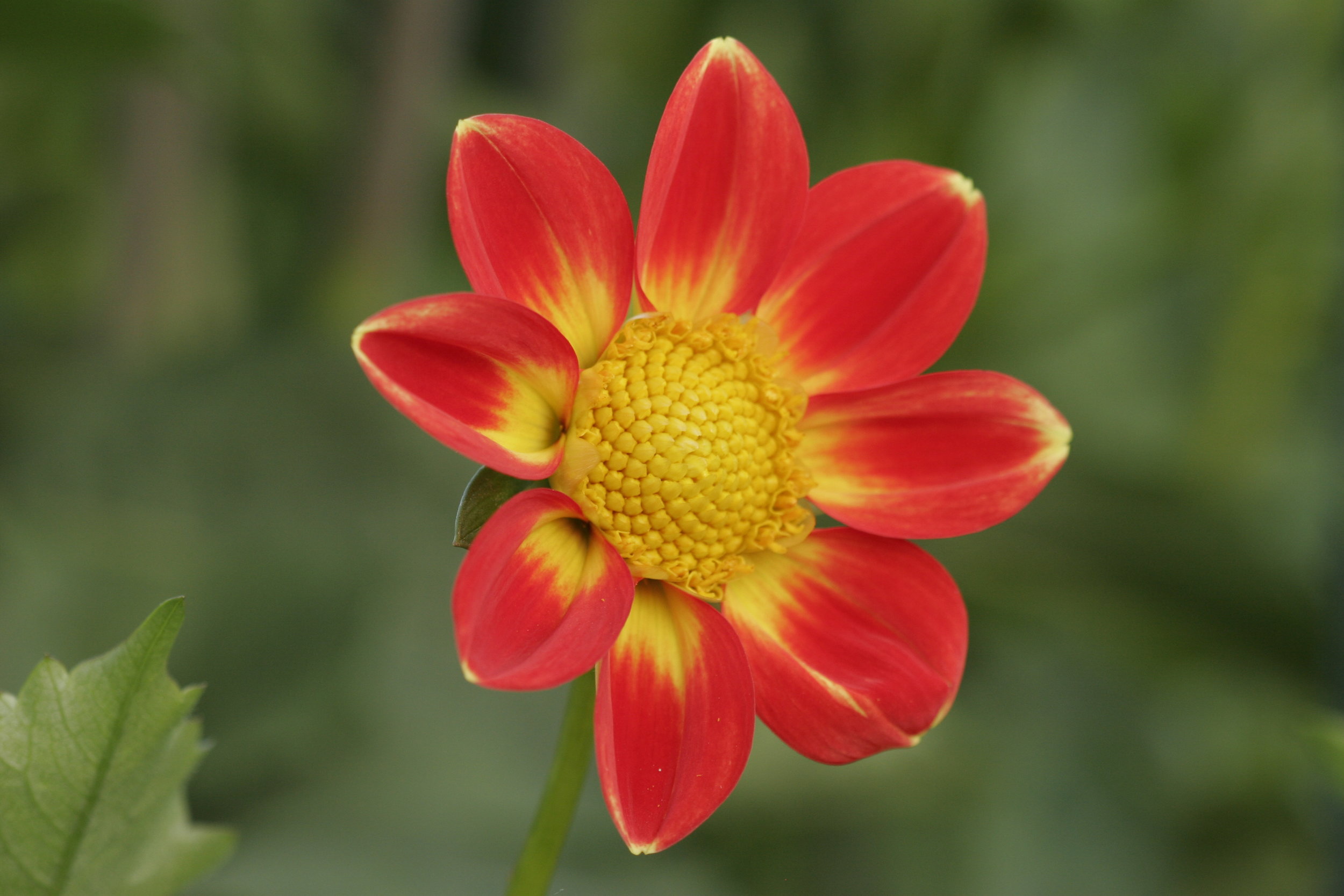 Dahlia