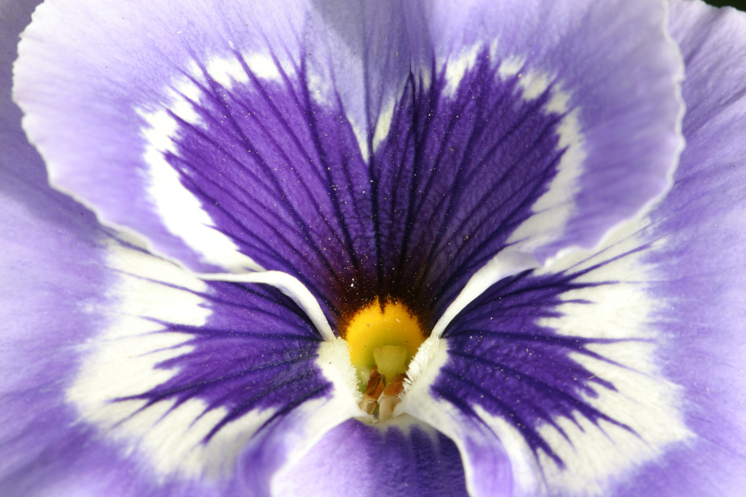 Purple Pansy