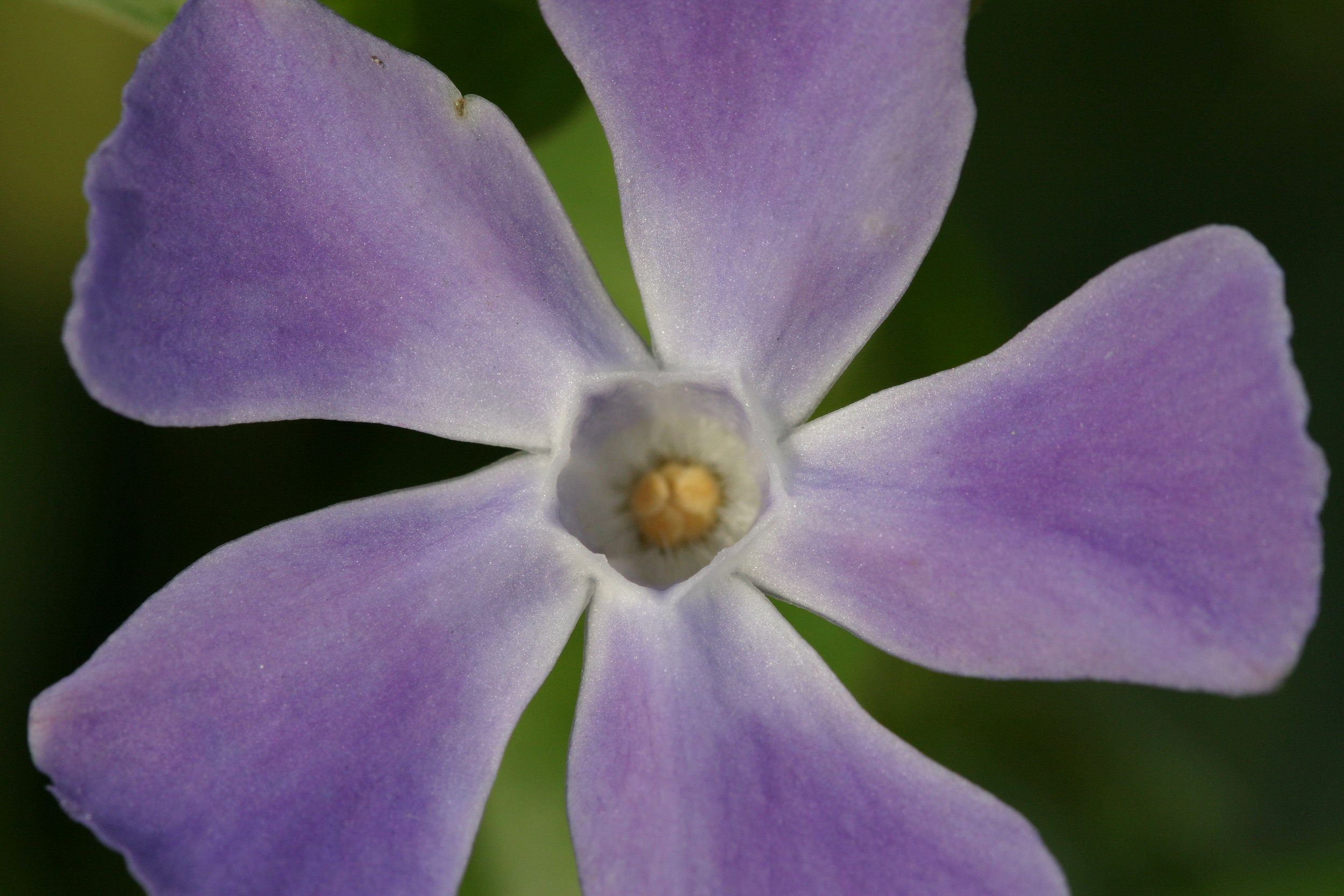 Purple Pinwheel