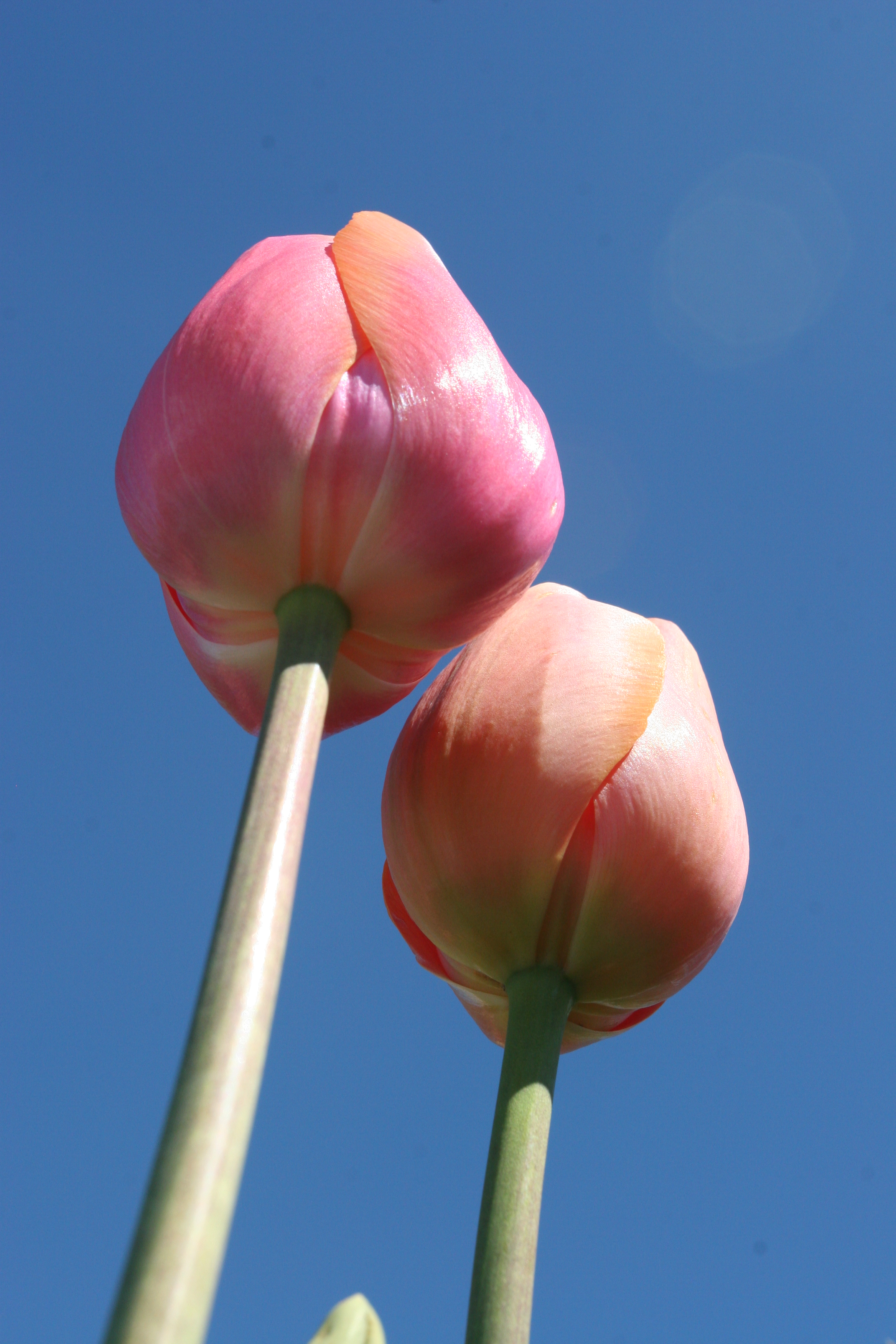 Tulips from below - Skagit Valley Tulip Festival, WA