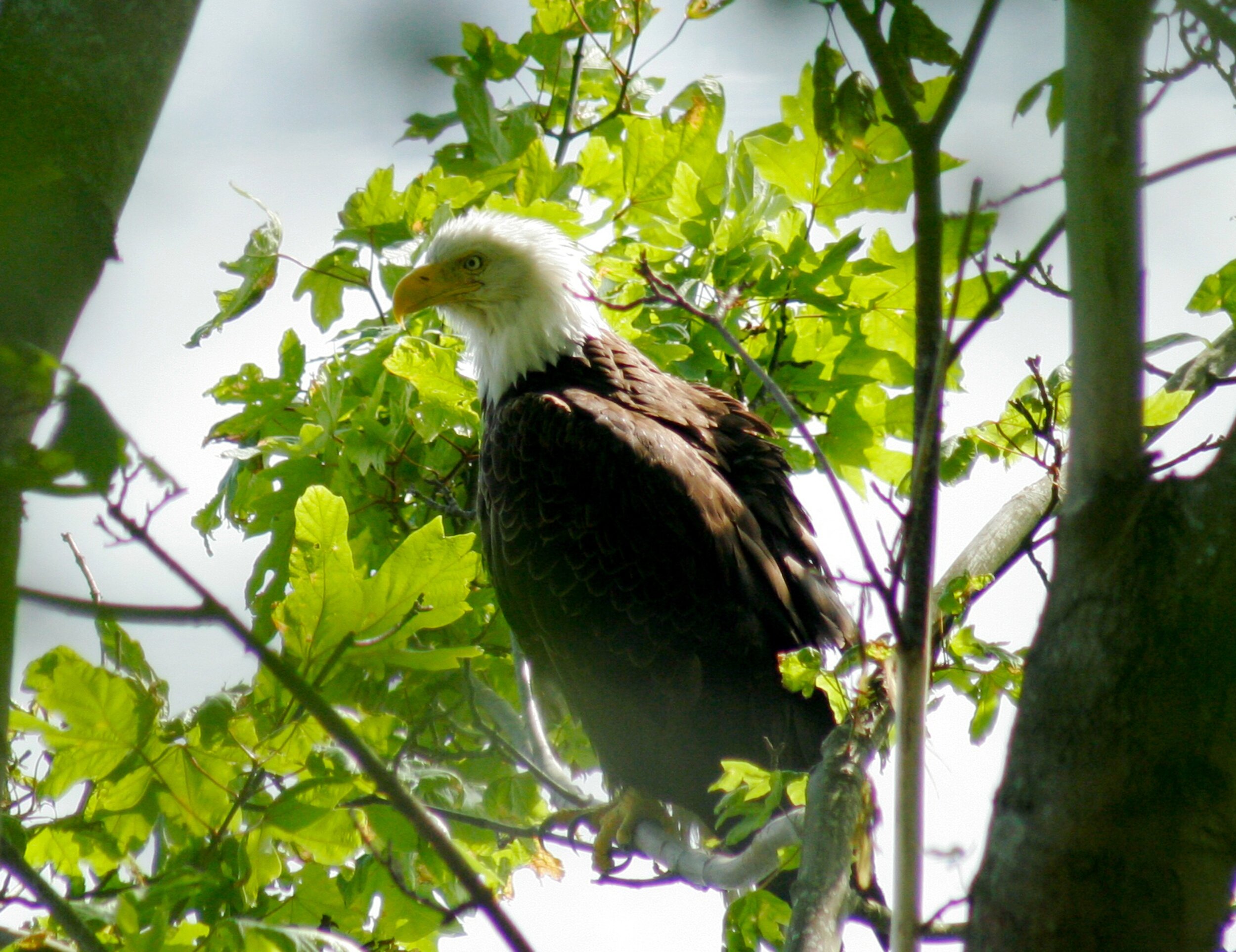 Discovery Park Eagle - Seattle