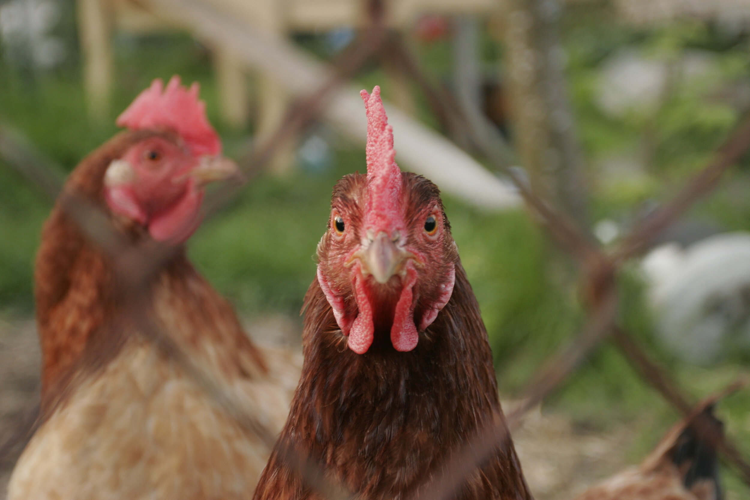 You lookin' at me?! - City Chickens - Seattle, WA