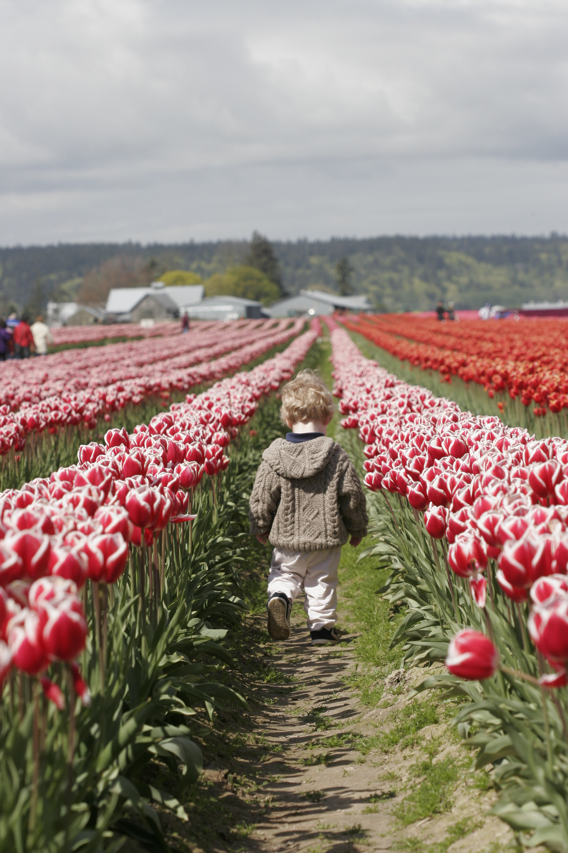 A Little Walk - Skagit Valley Tulip Festival - Mt. Vernon, WA