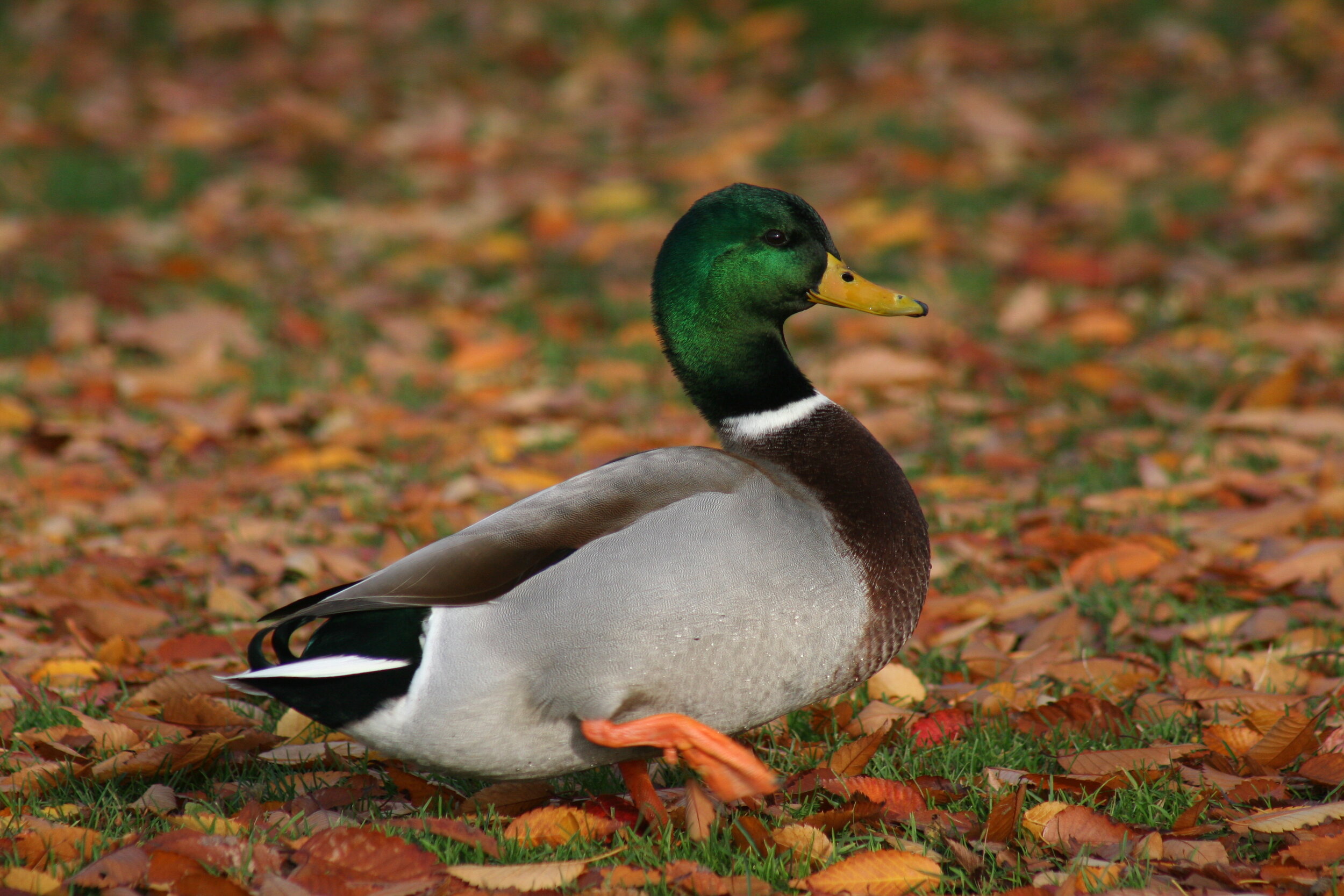 Mallard Duck at Green Lake - Seattle, WA