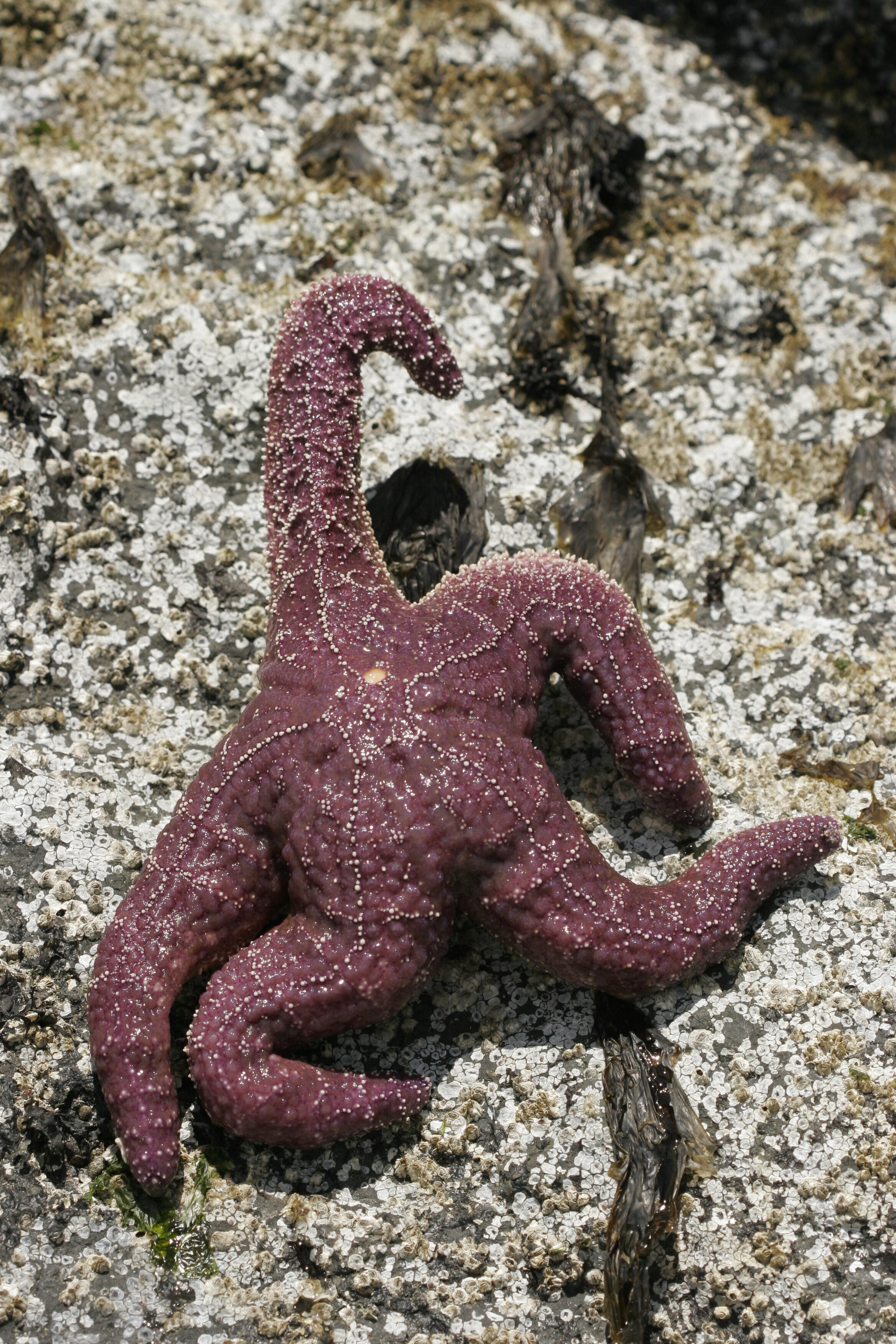 Running Star at low tide in West Seattle