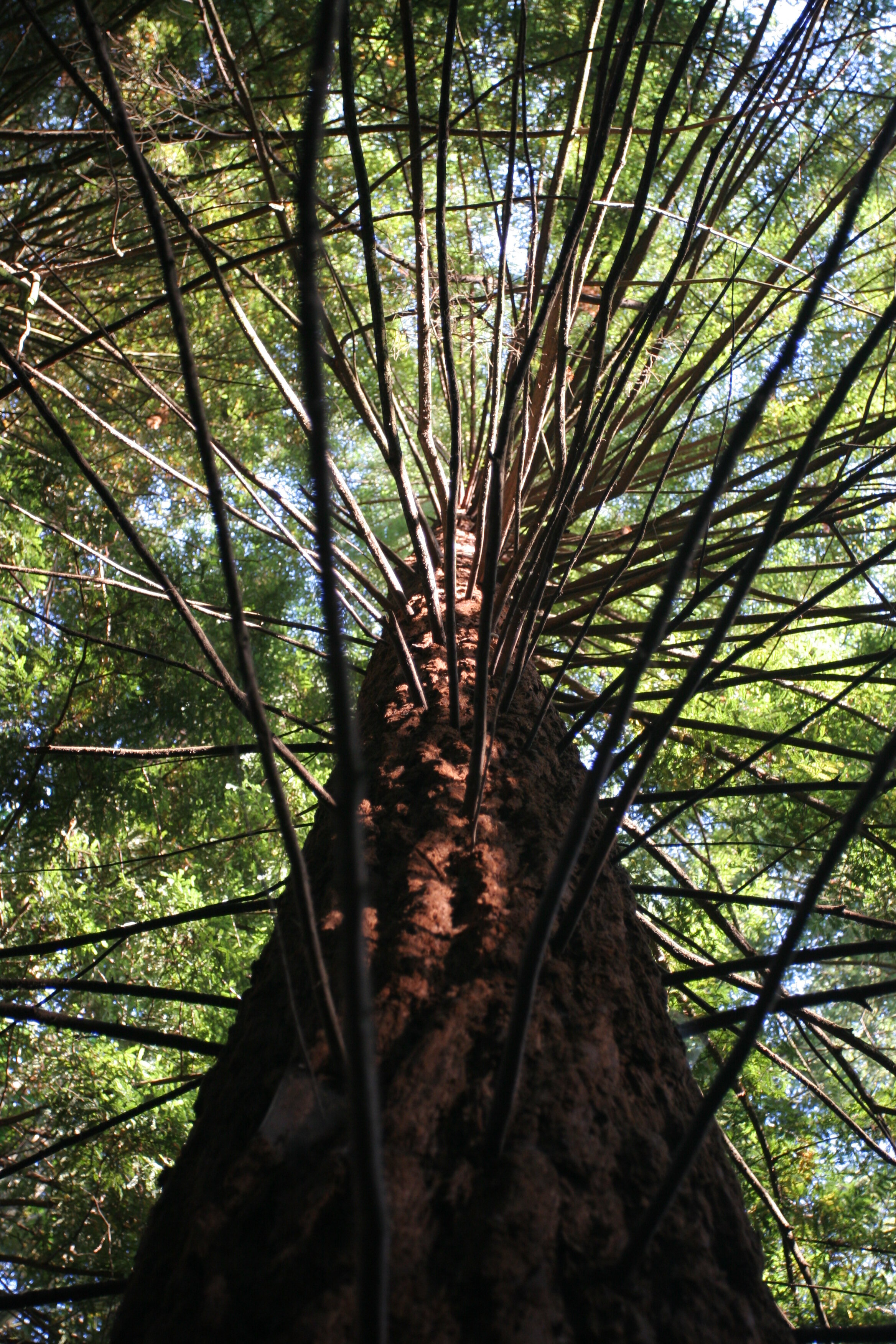 Old Growth in Lincoln Park - West Seattle