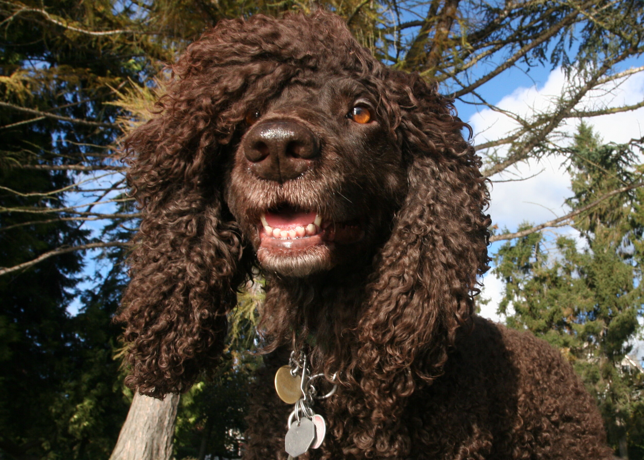 If Kenny G was a dog - Green Lake - Seattle, WA