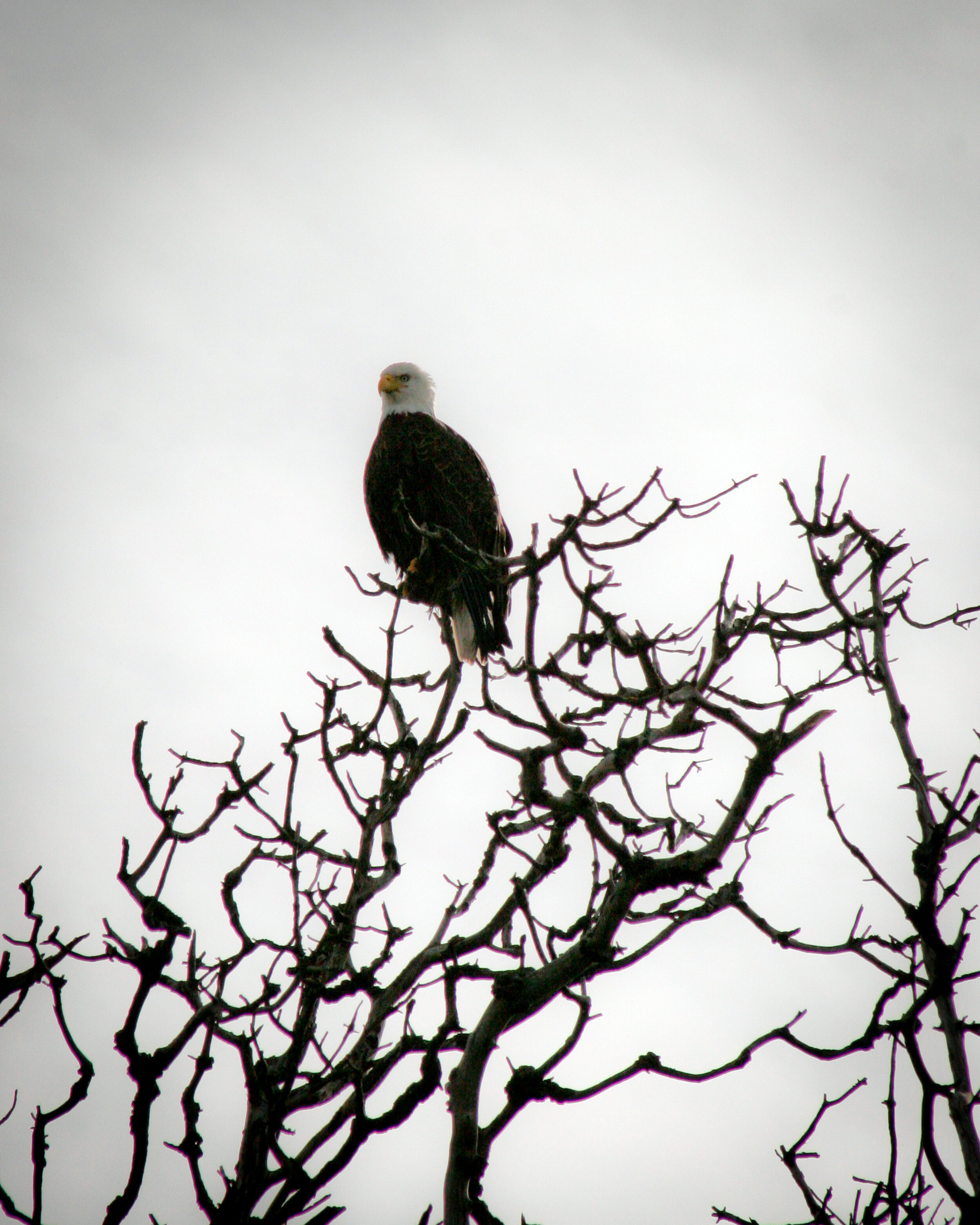 Eagle Sittin' in a Tree - Alki Beach - Seattle, WA