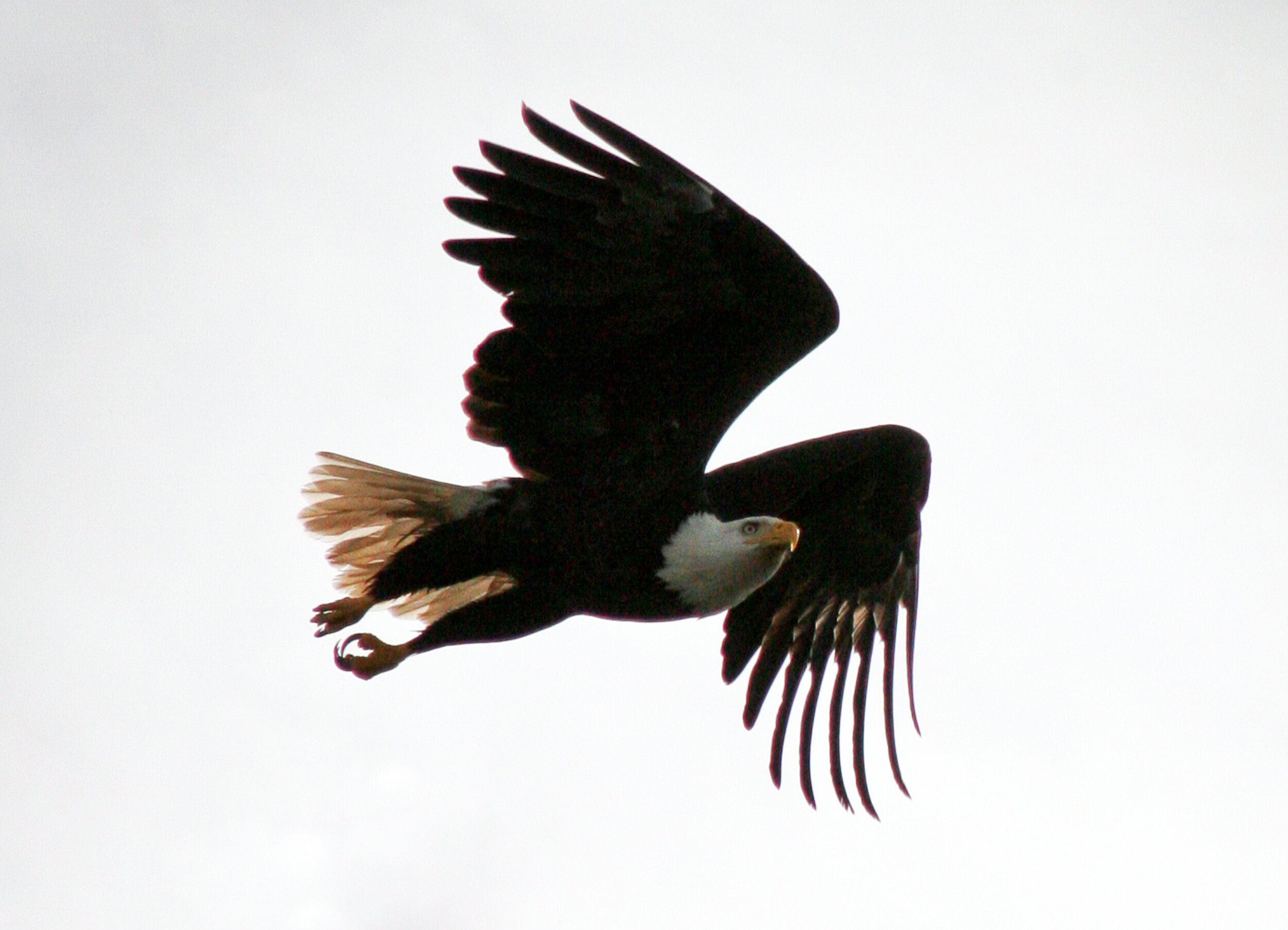 Eagle - Alki Beach in West Seattle