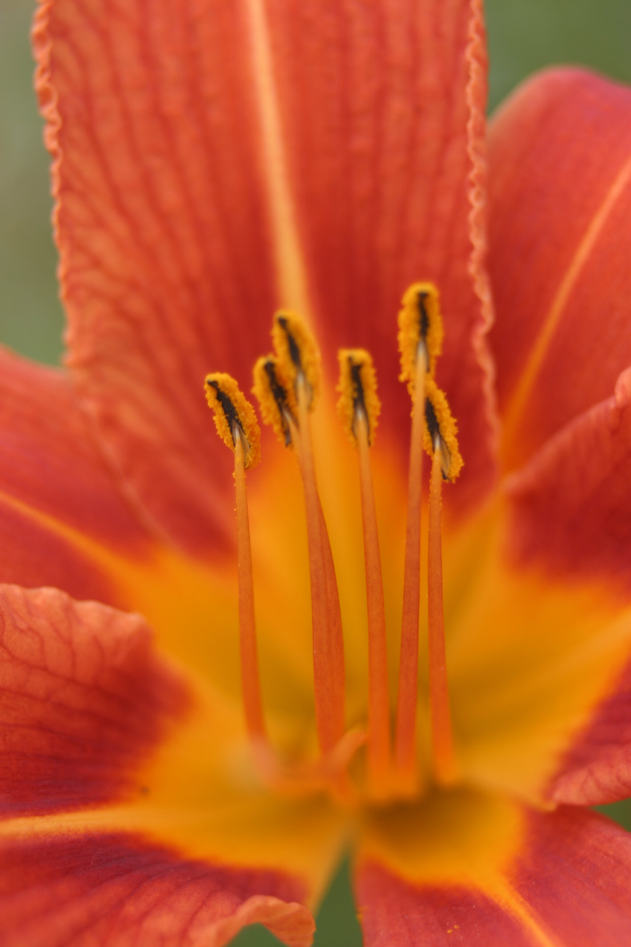 #301 - Orange Day Lily