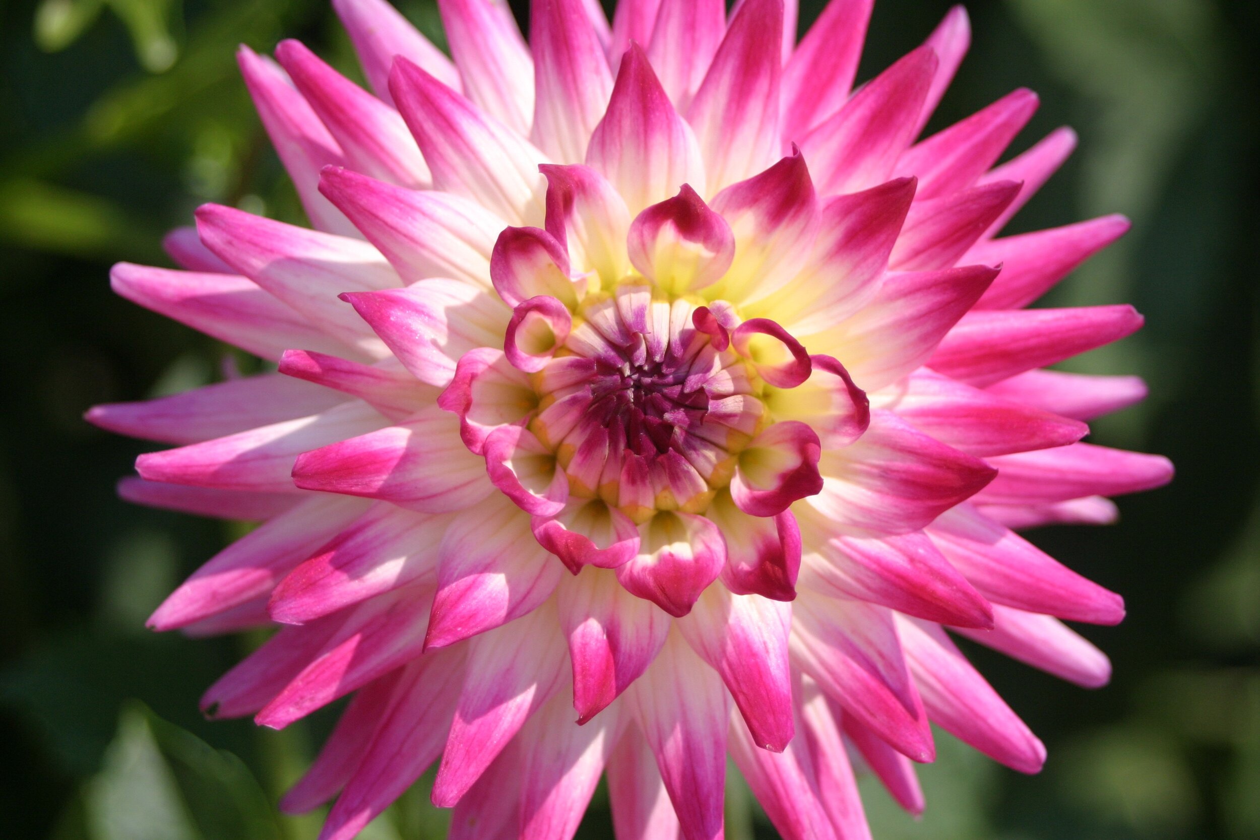 #308 Pink and White Dahlia