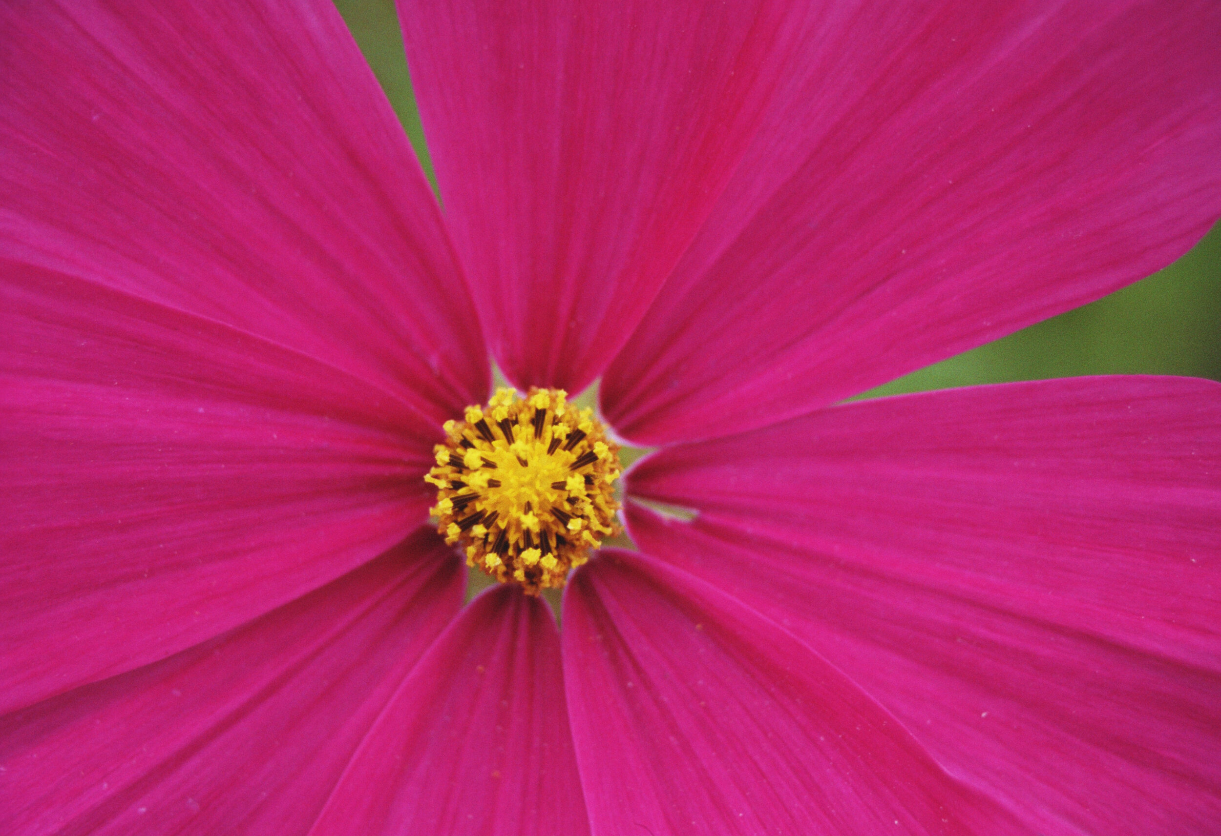 #312 Pink Cosmo