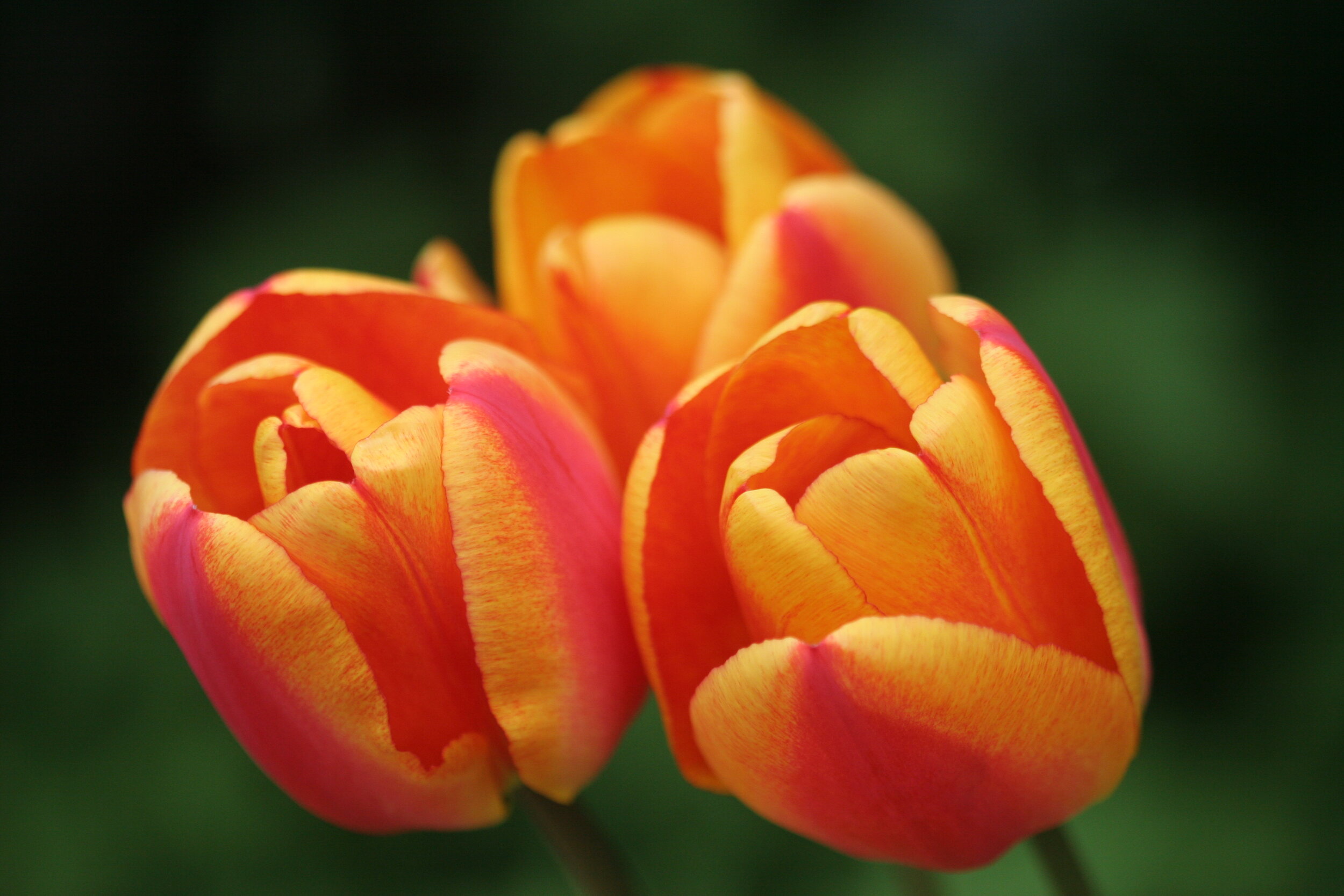 #315 Orange Tulips