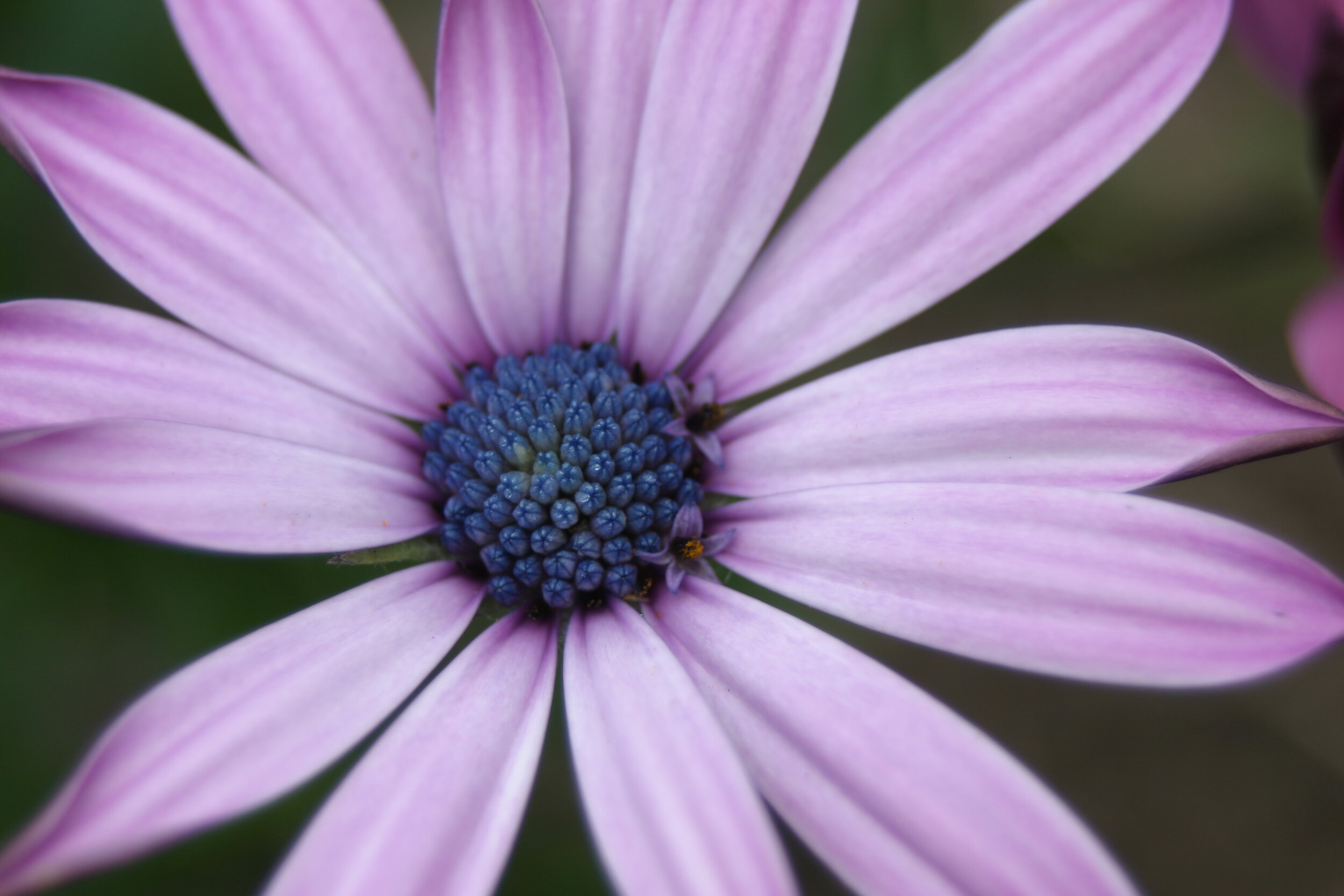 #321 African Daisy