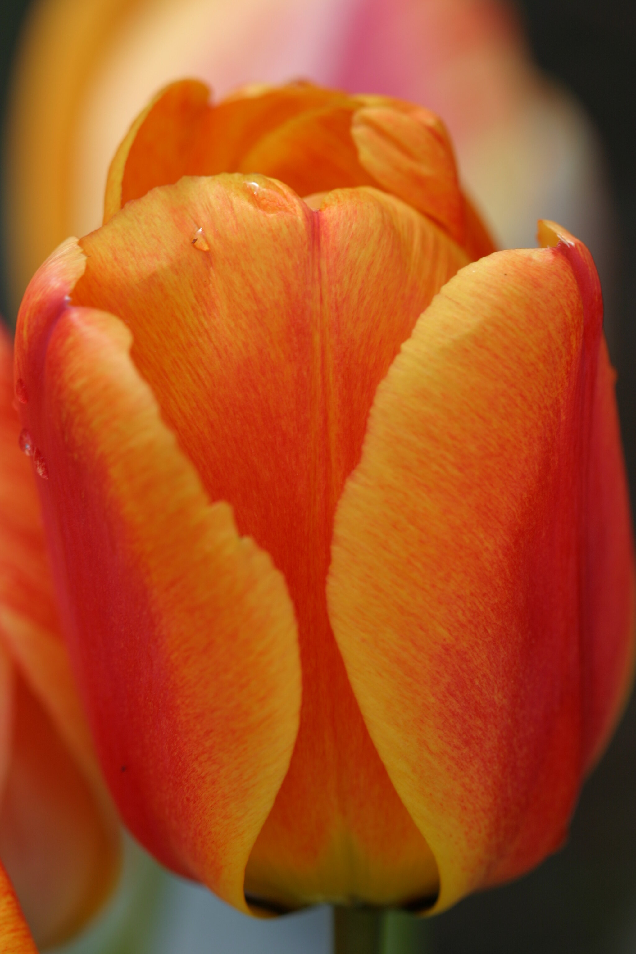 #323 Orange Tulip