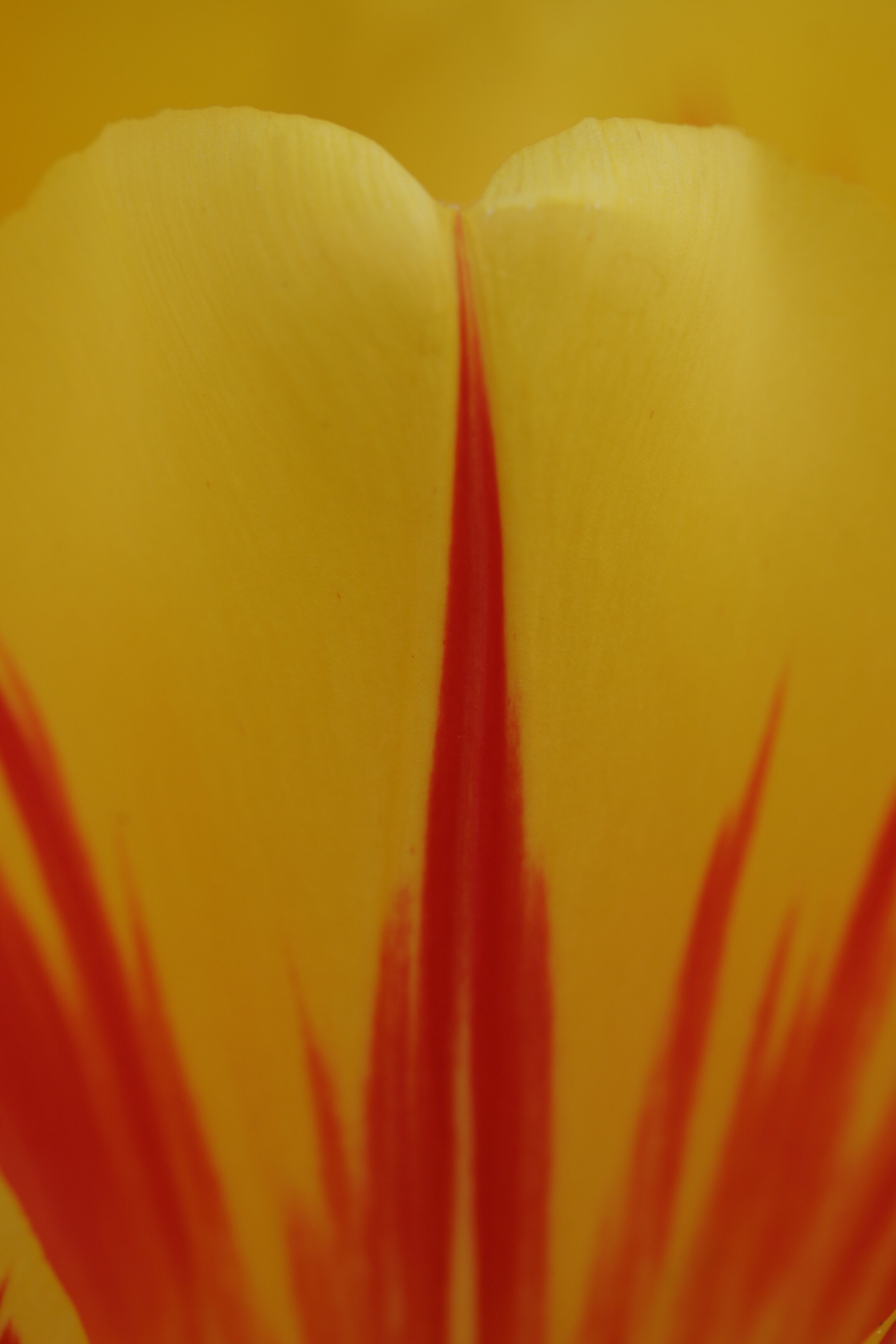 #326 Tulip Abstract