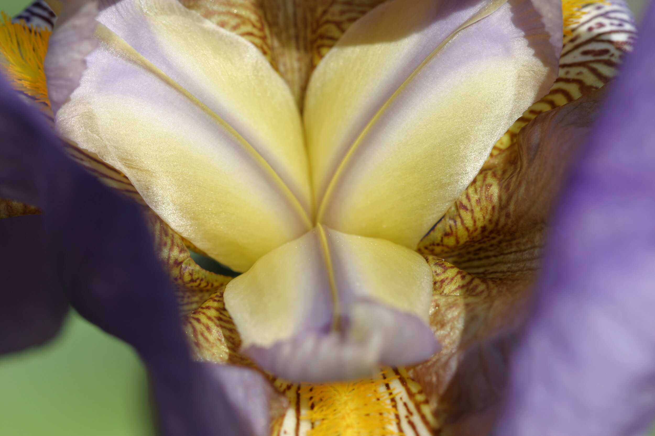 #332 Iris in Bloom