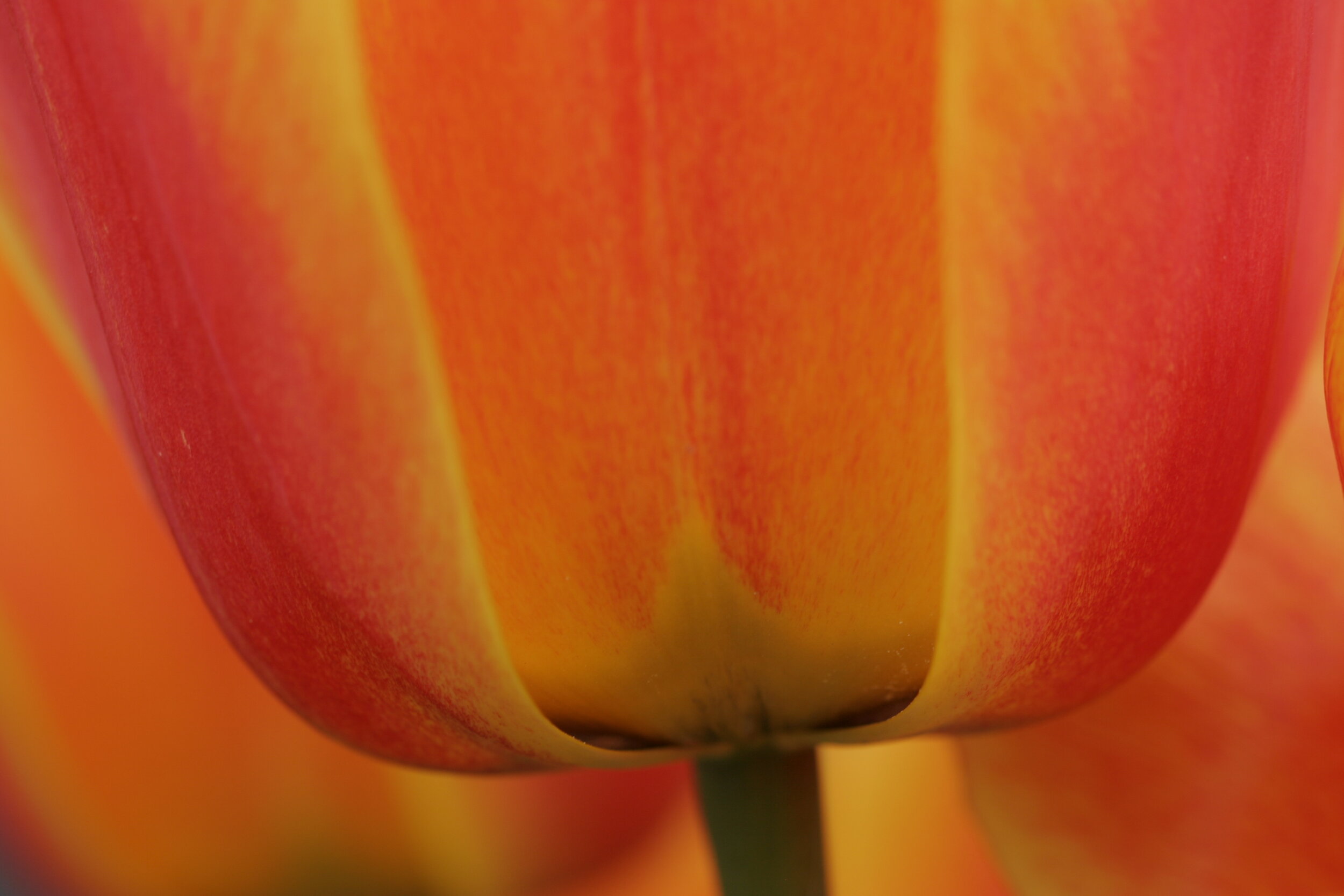 #344 Tulip Abstract