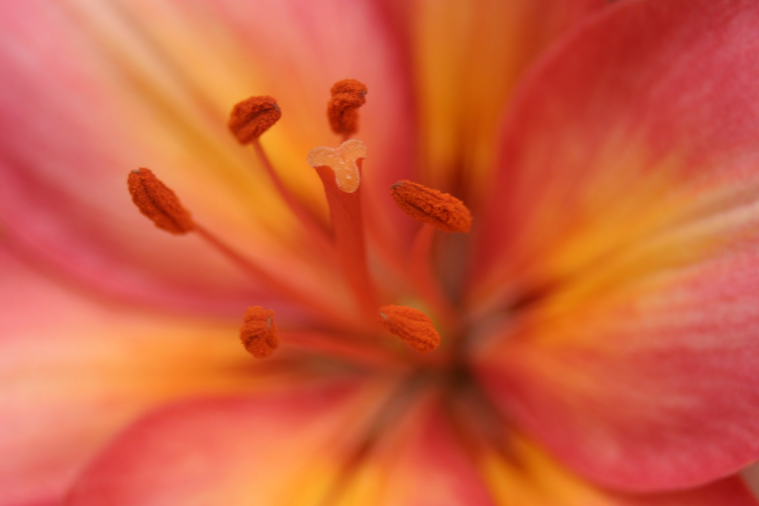 #348 Day Lily Abstract