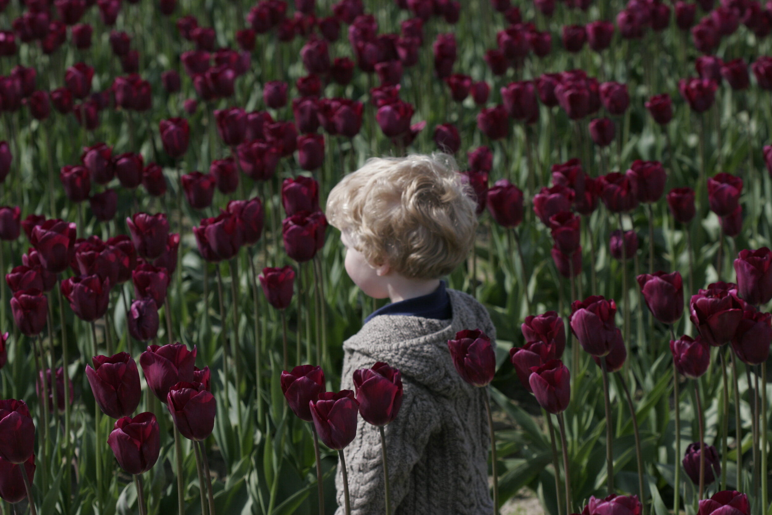 #347 Little Boy in Tulips