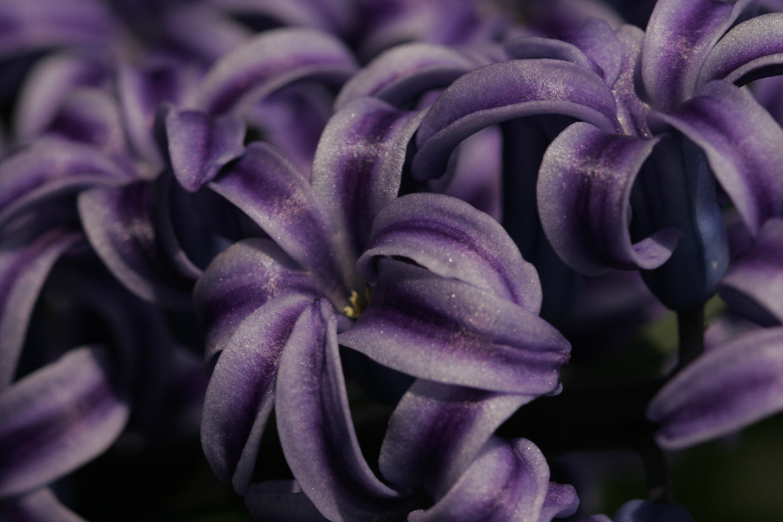 #360 Purple Hyacinth