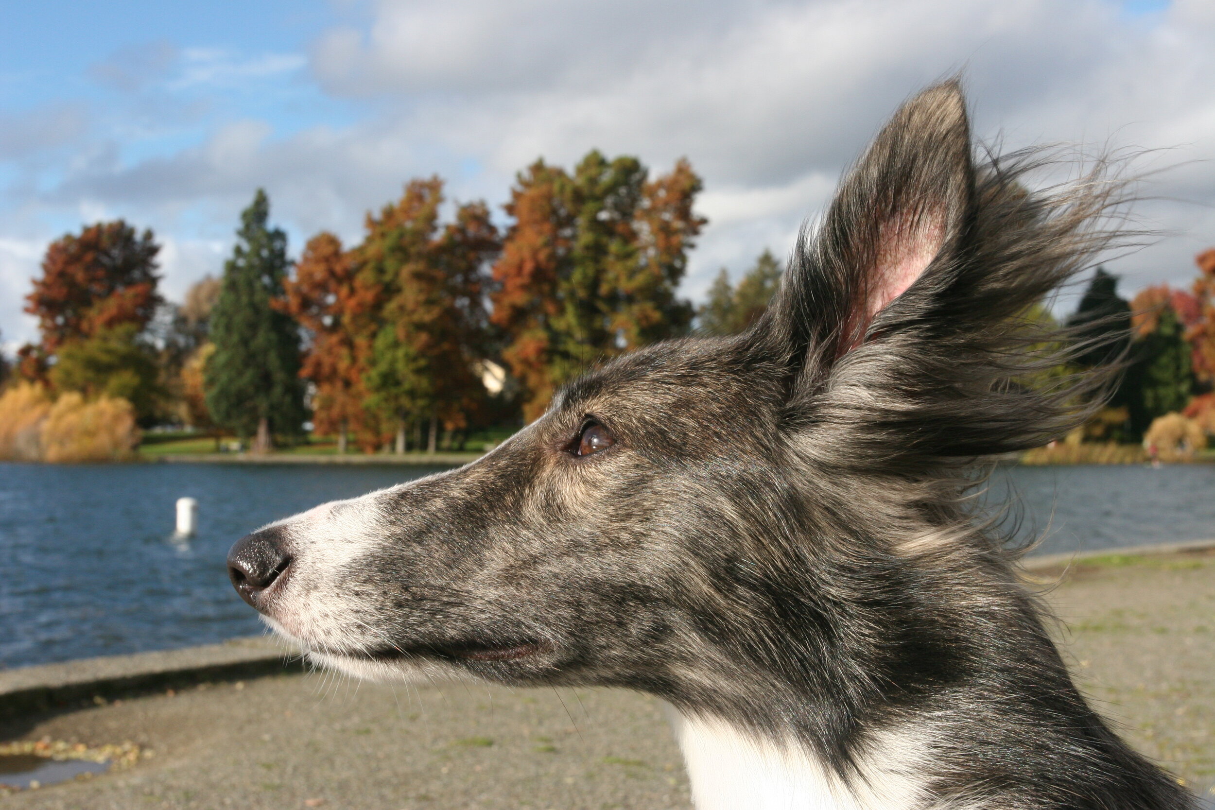 Profile in The Wind at Green Lake - Seattle