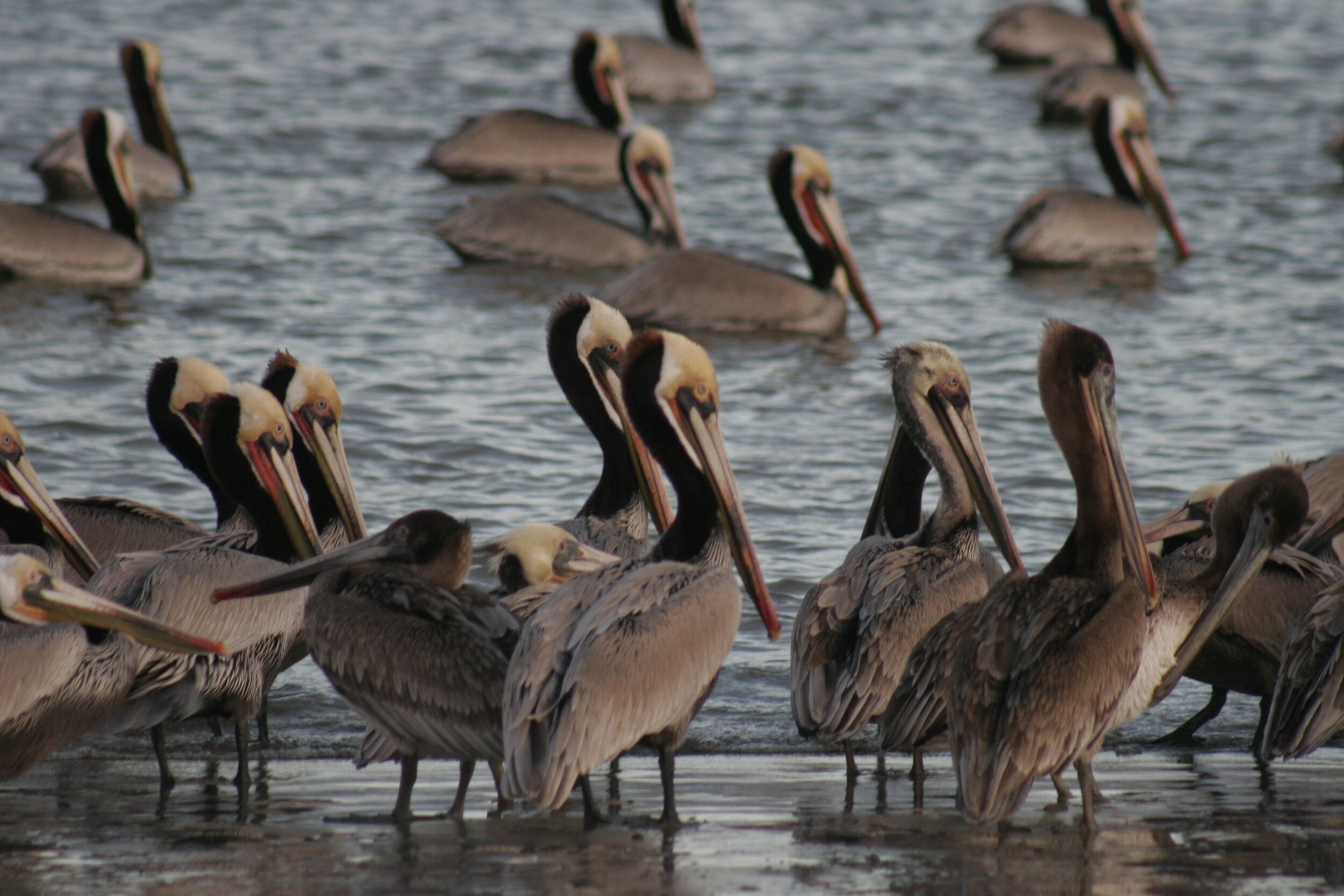 Pelicans - Santa Barbara, CA