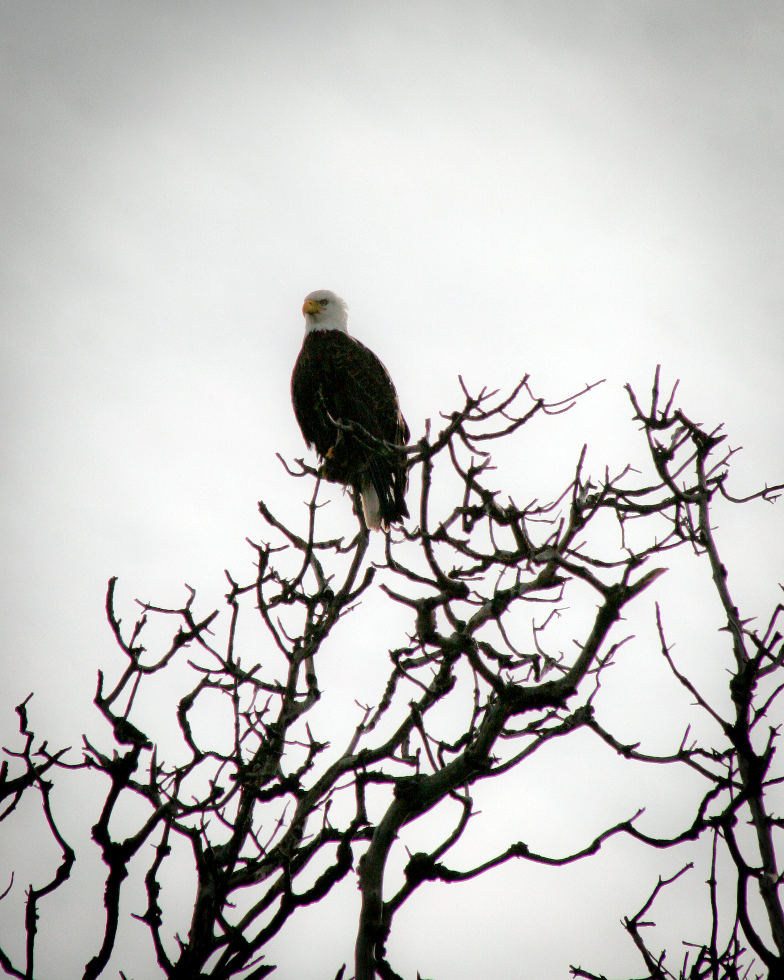 Eagle Sittin' in a Tree - Alki Beach - Seattle