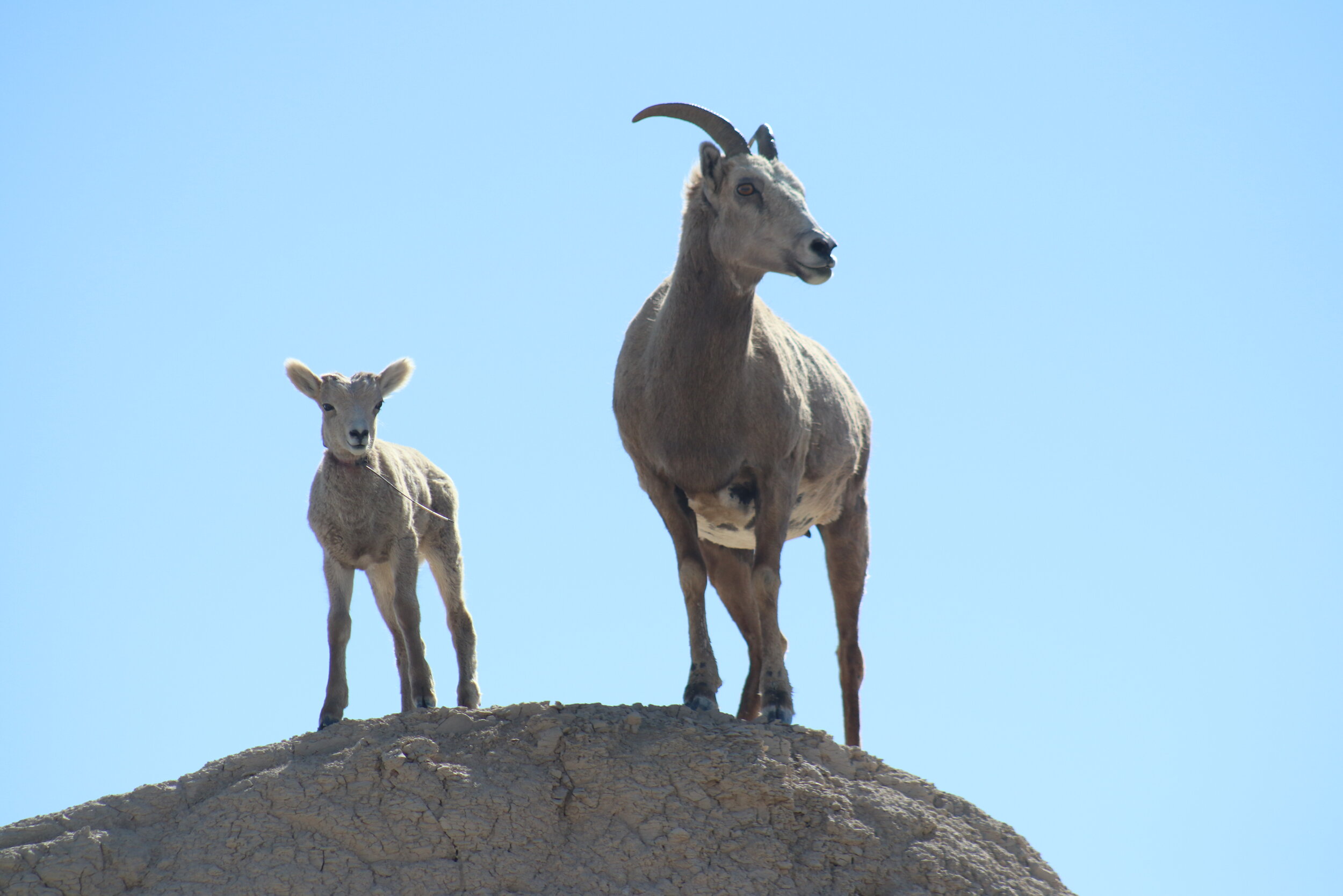 Mountain Goats in The Badlands.jpg