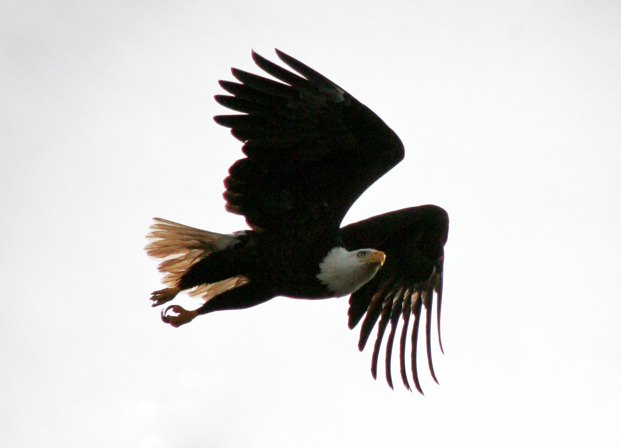 105 - Eagle Soaring (Crop).jpg