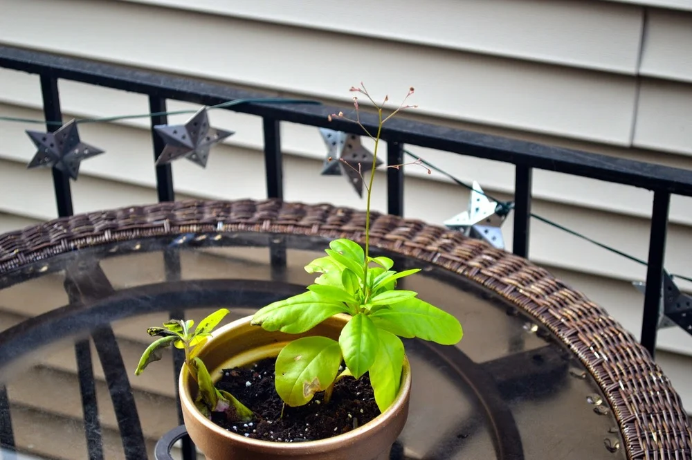 DIY: METALLIC GOLD PLANTER