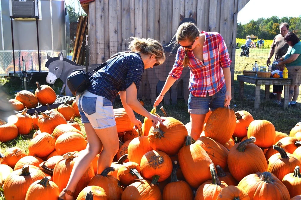 CINCINNATI'S BLOOMS & BERRIES