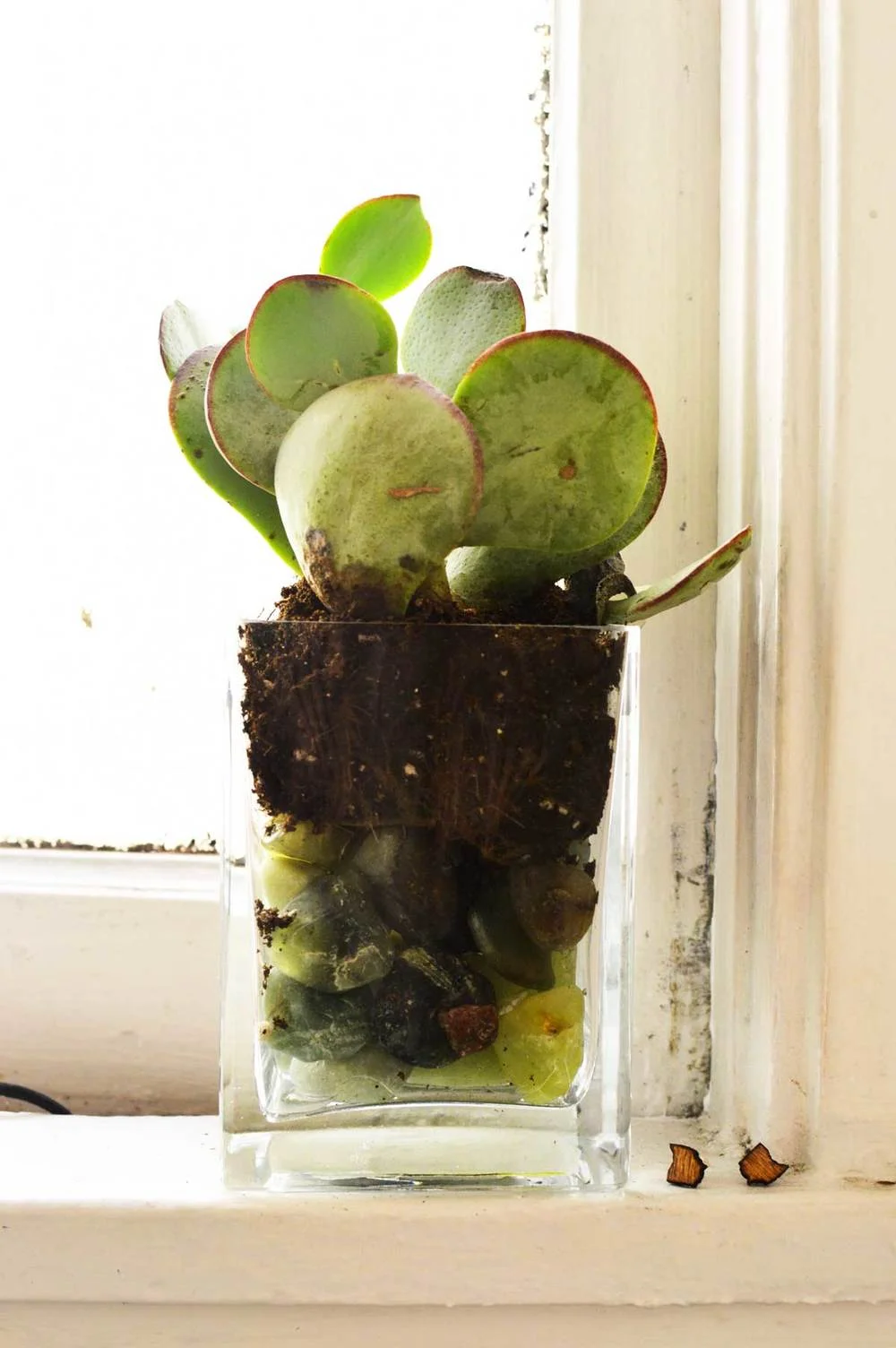Ikea Hack! Making Cheap Succulents Look Boutique 