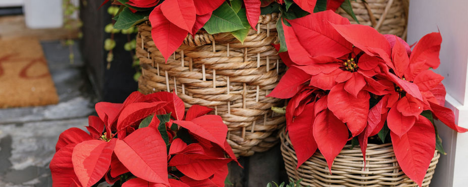 Website headers (12).png