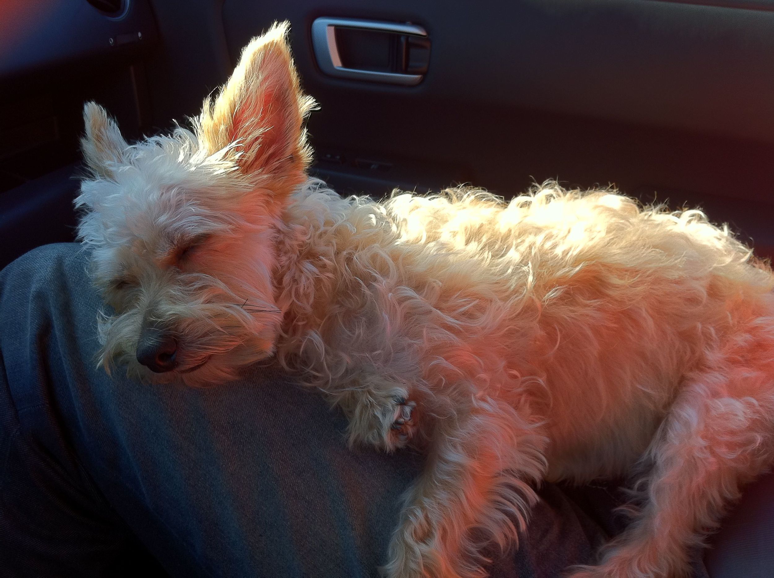  Paddy gets sleepy on road trips. 