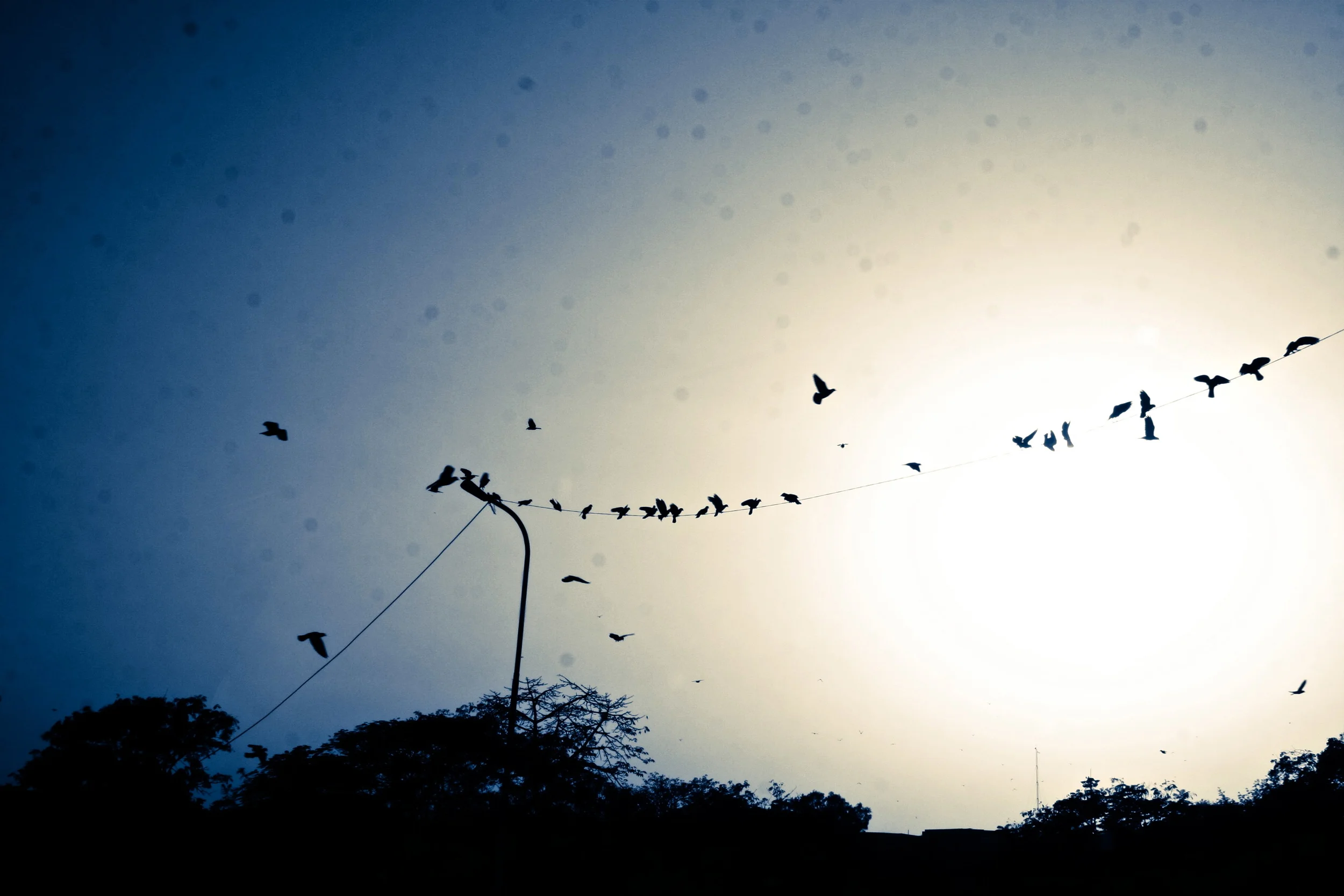 Flying Over the Cuckoo's Nest