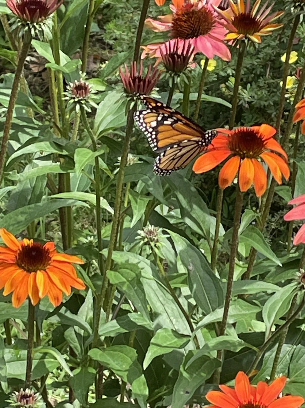 garden-photo-monarch-butterfly.jpg