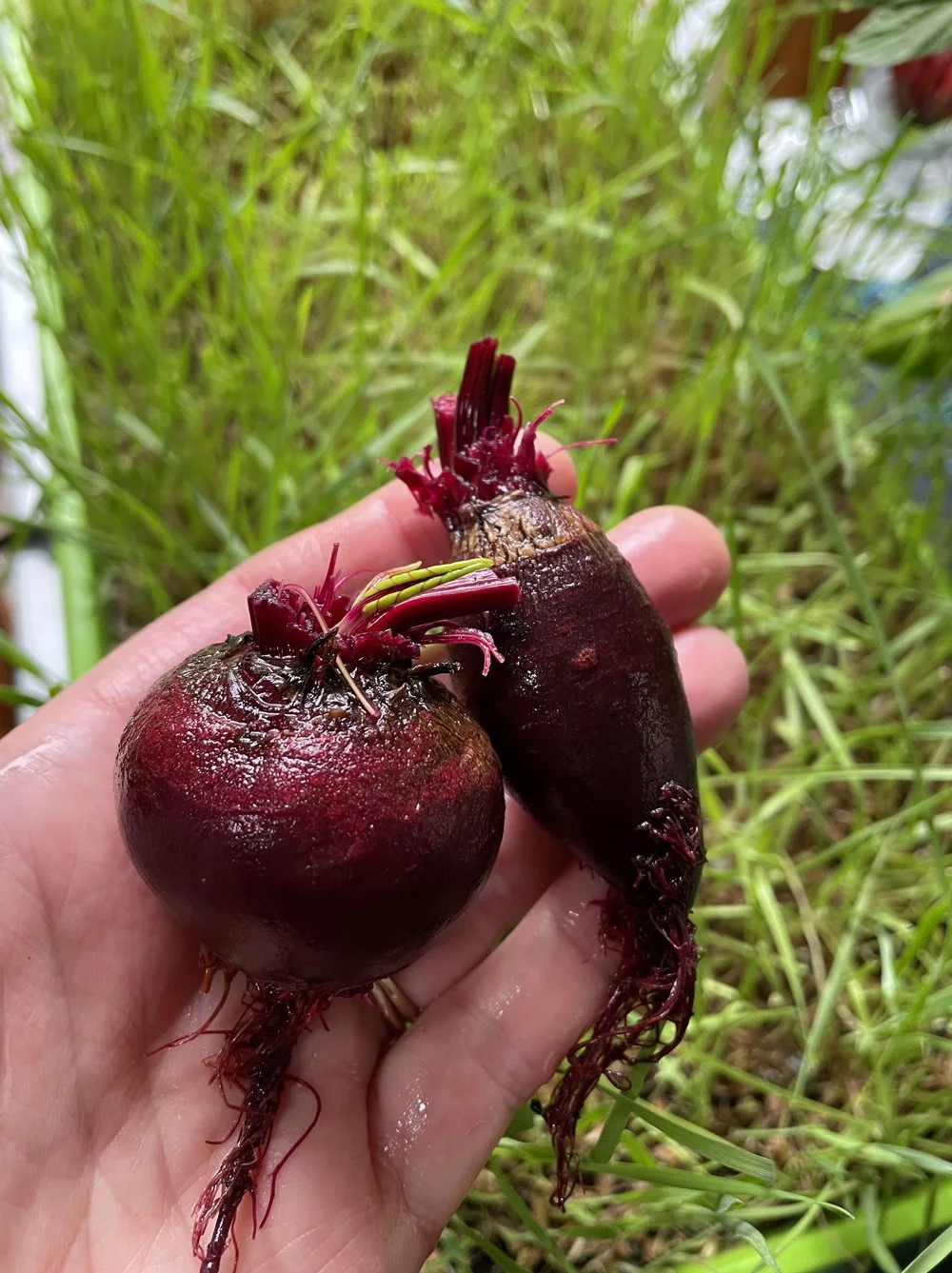 fresh-beets-garden-harvest.jpg