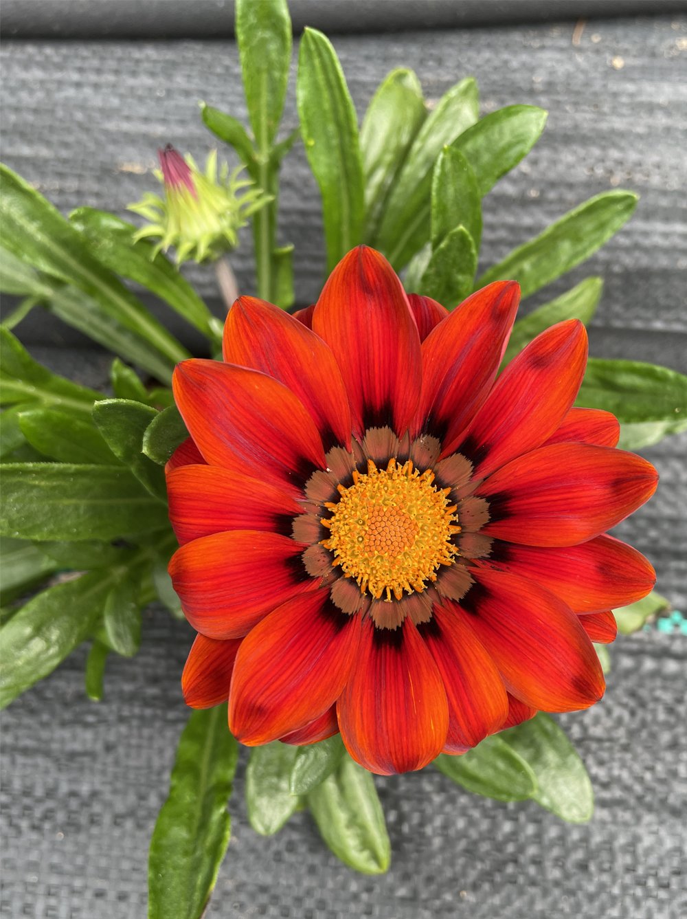 red-gazania-garden-photos.jpg