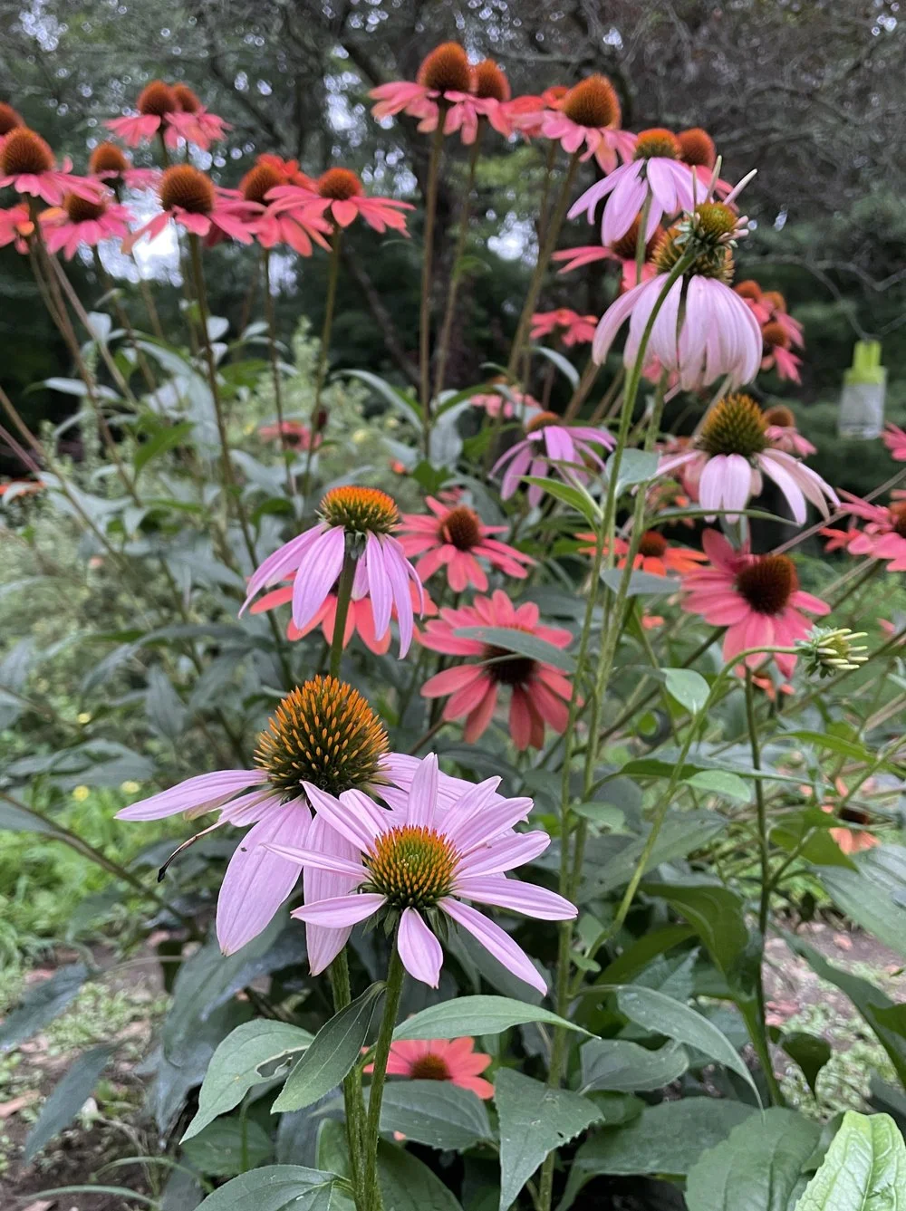 echinacea-garden-flowers.jpg