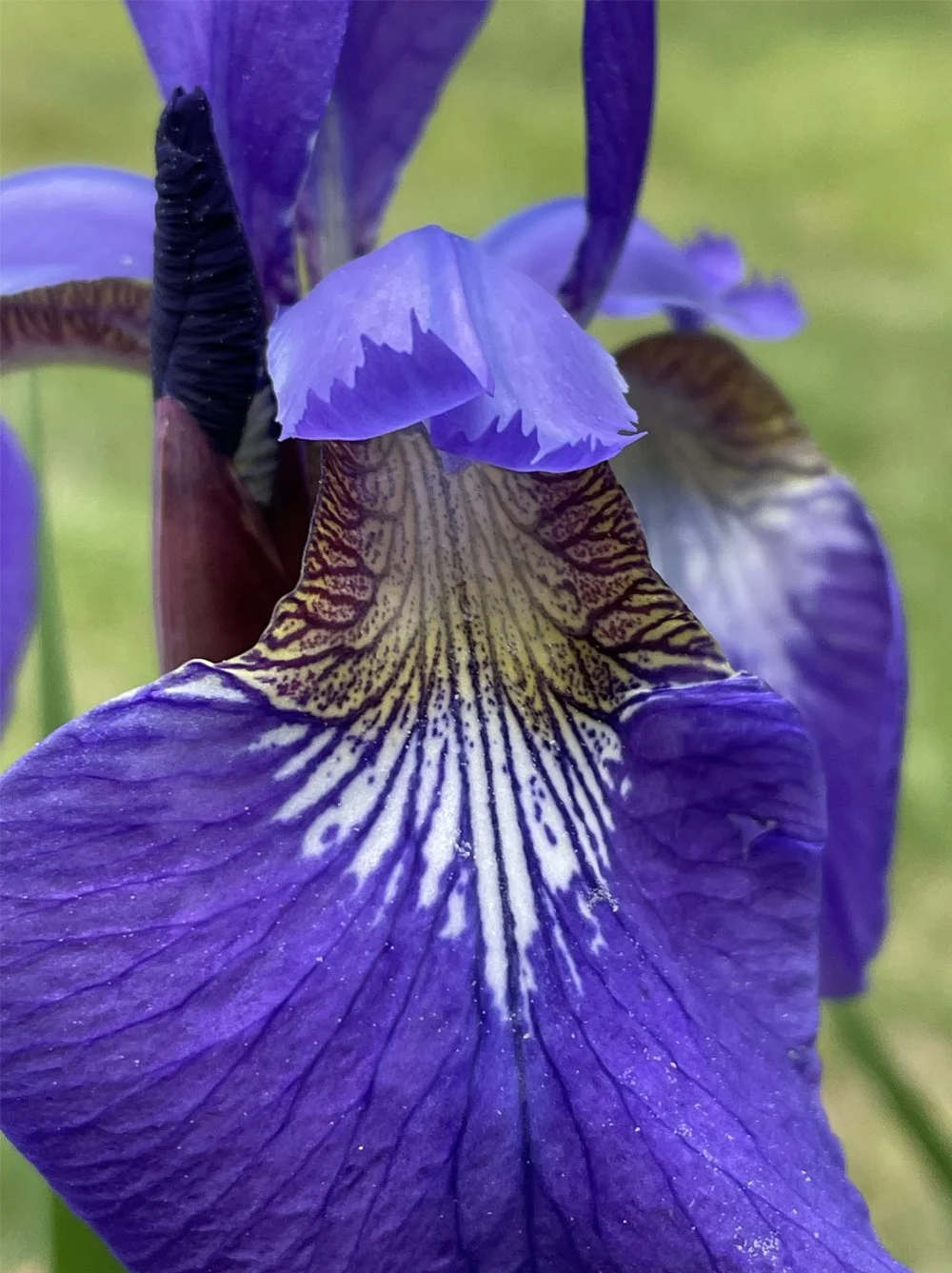 iris-garden-photo.jpg