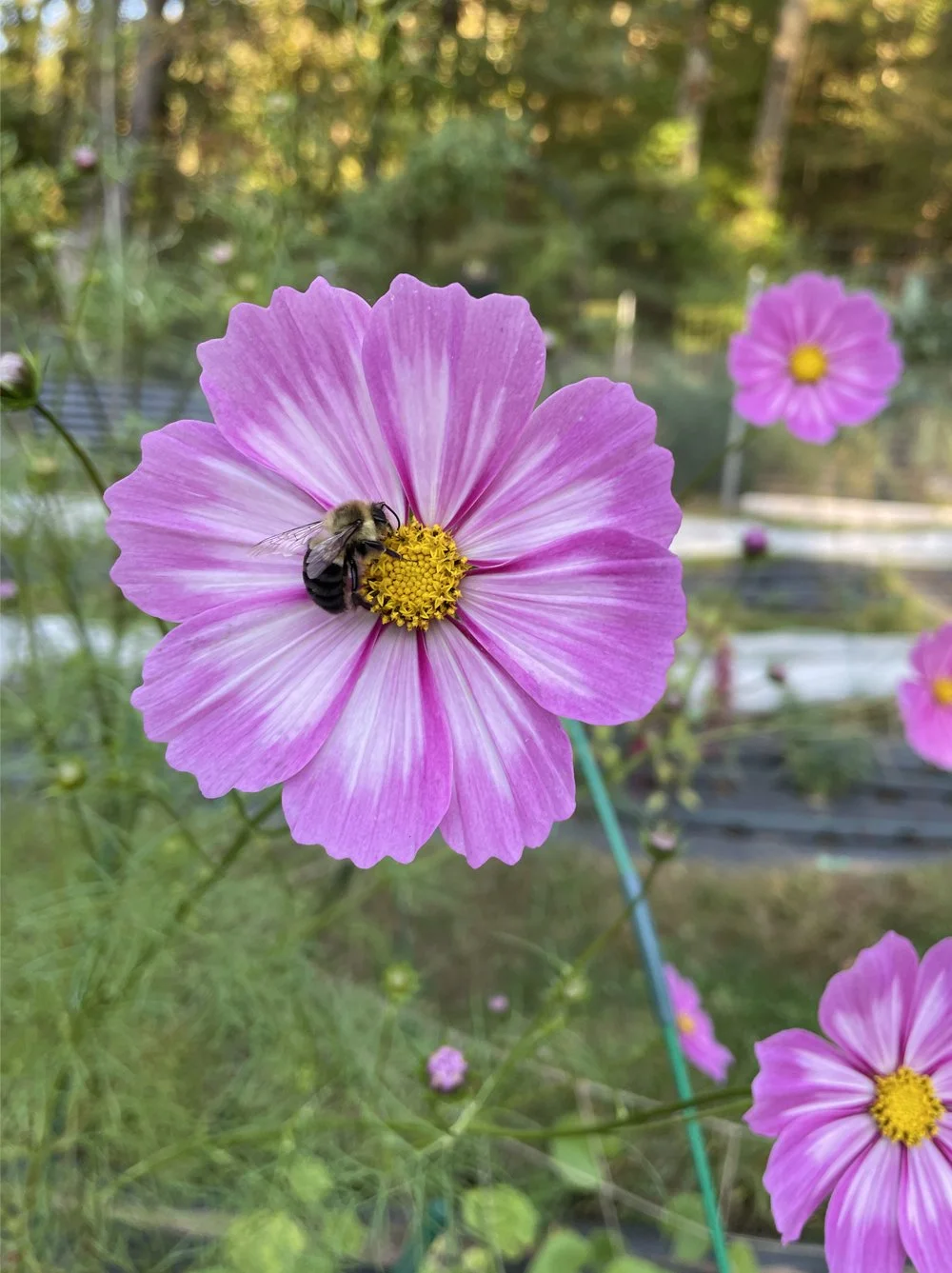 pollinators-cosmos-photo-shoot.jpg