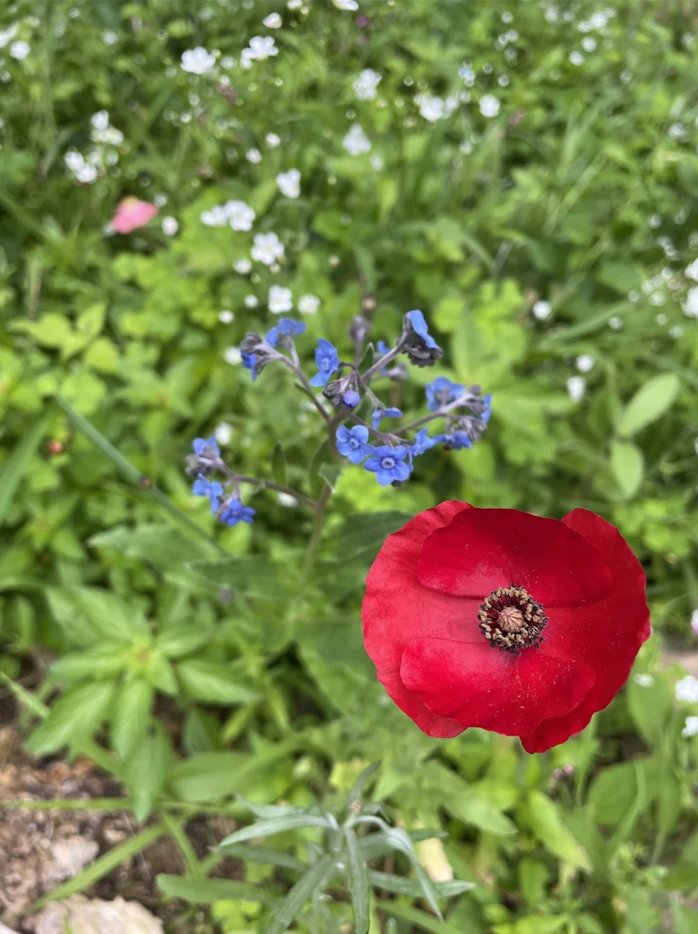 wildflowers-garden-red-flower.jpg