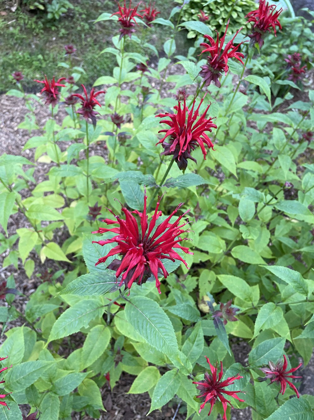 red-bee-balm-flower-garden.jpg