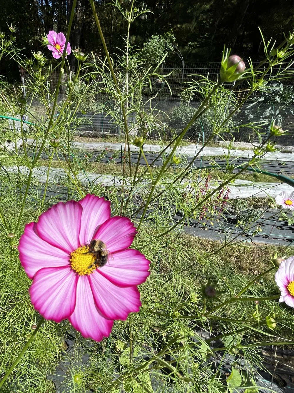 bumble-bee-polinating-cosmos.jpg